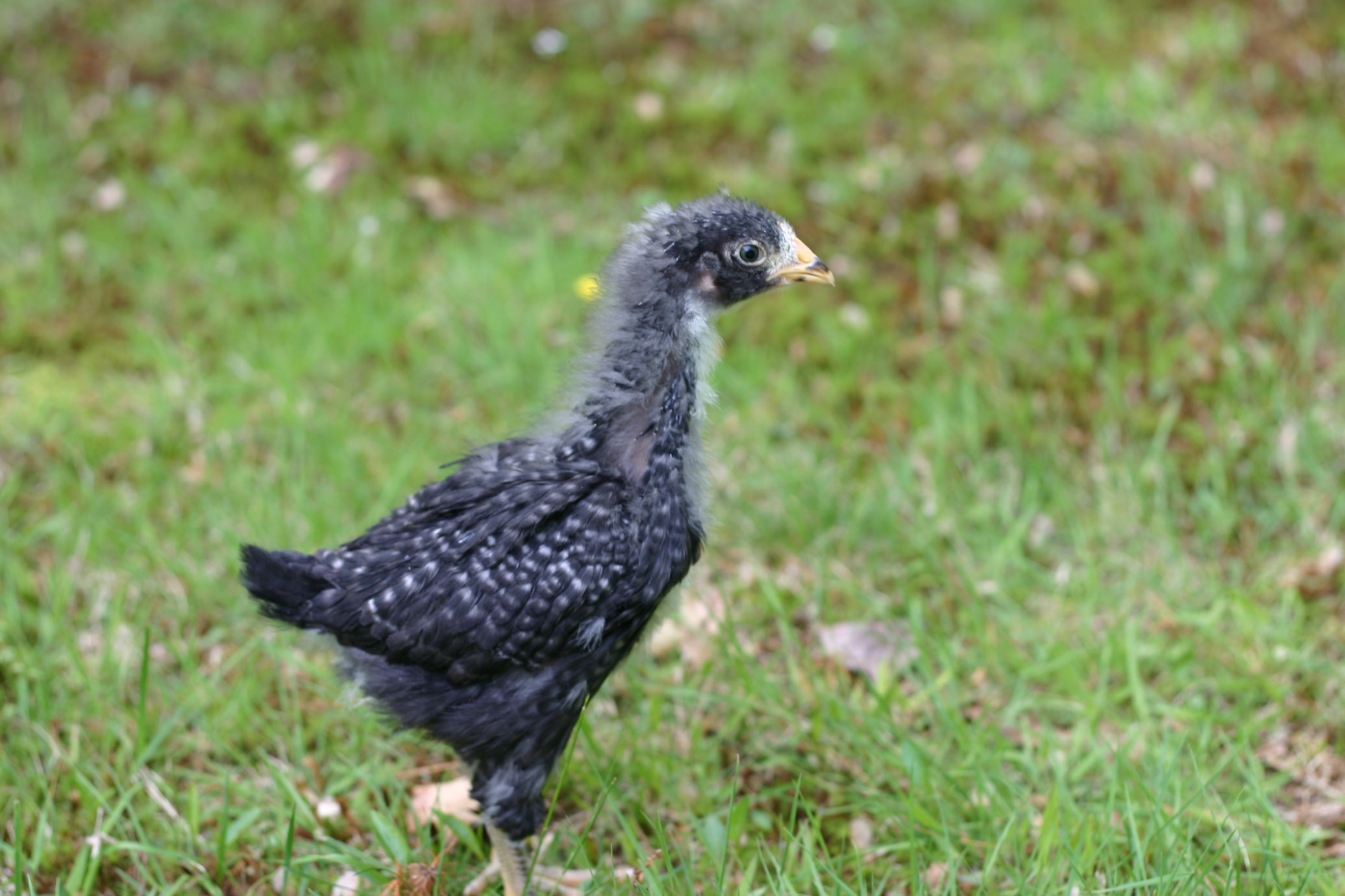 FunkyMay free range day 5-13