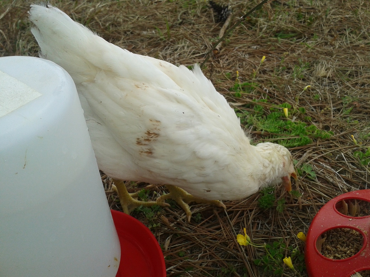Funny eating pic.  Another almost 4 week old chick with small amount of brown feathers.
