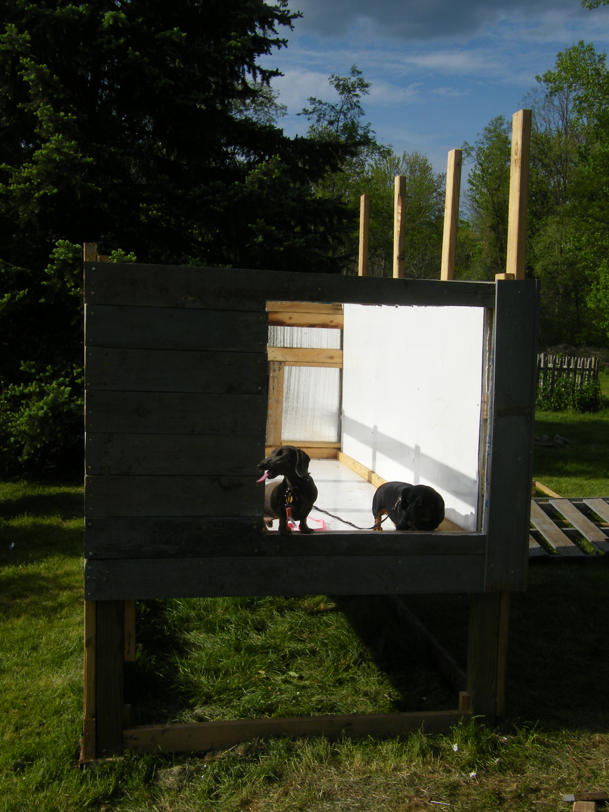 Funny looking chickens checking out the coop!