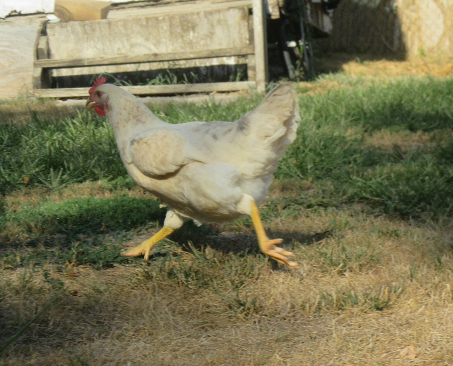 Funny picture of Daisy running