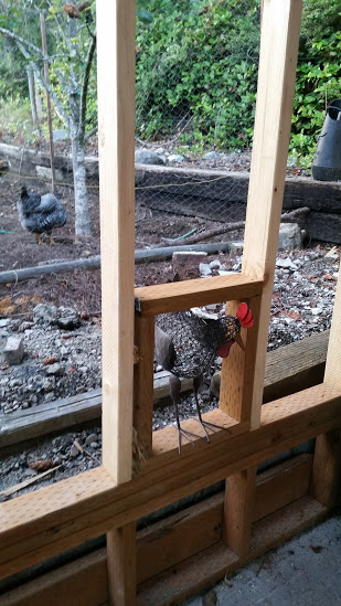future door for flock - have an automatic door - waiting to be put here...