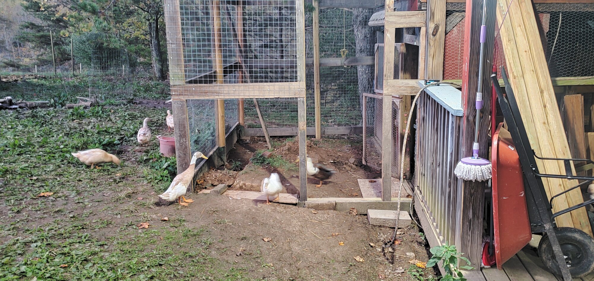 Future door side of the duck run, the duck door will be framed later.