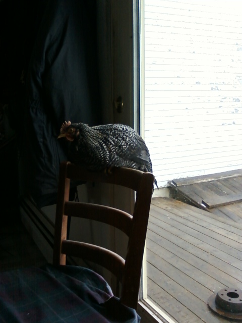 Future fly tying breeding stock.