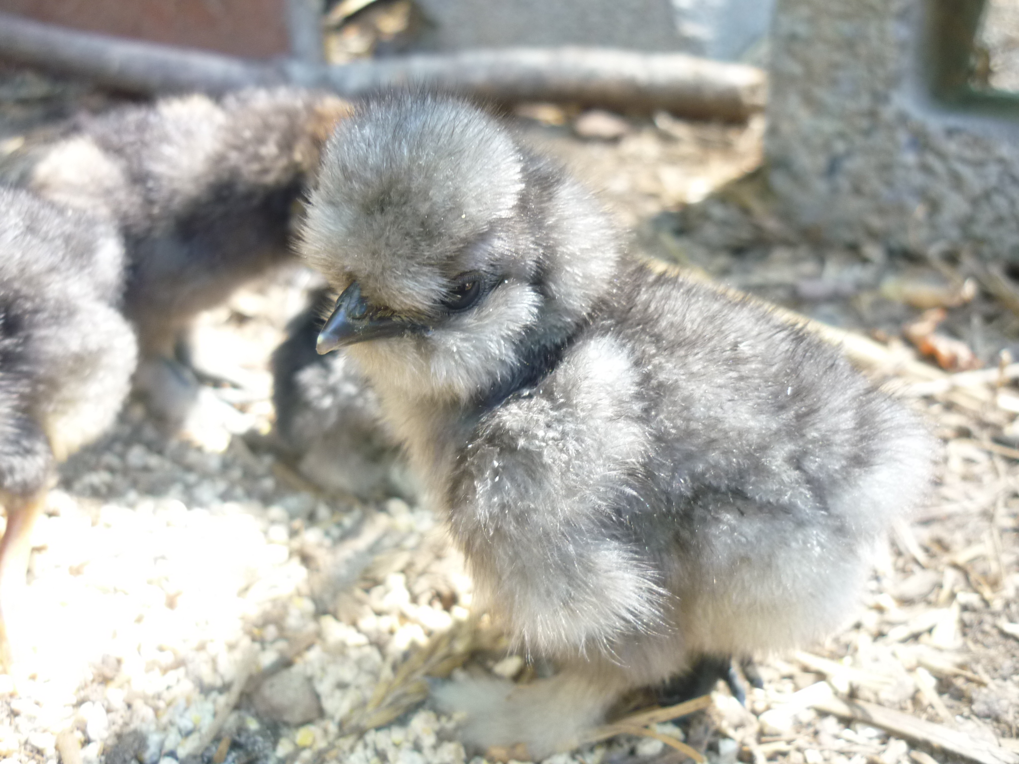 Fuzzy butt #2
