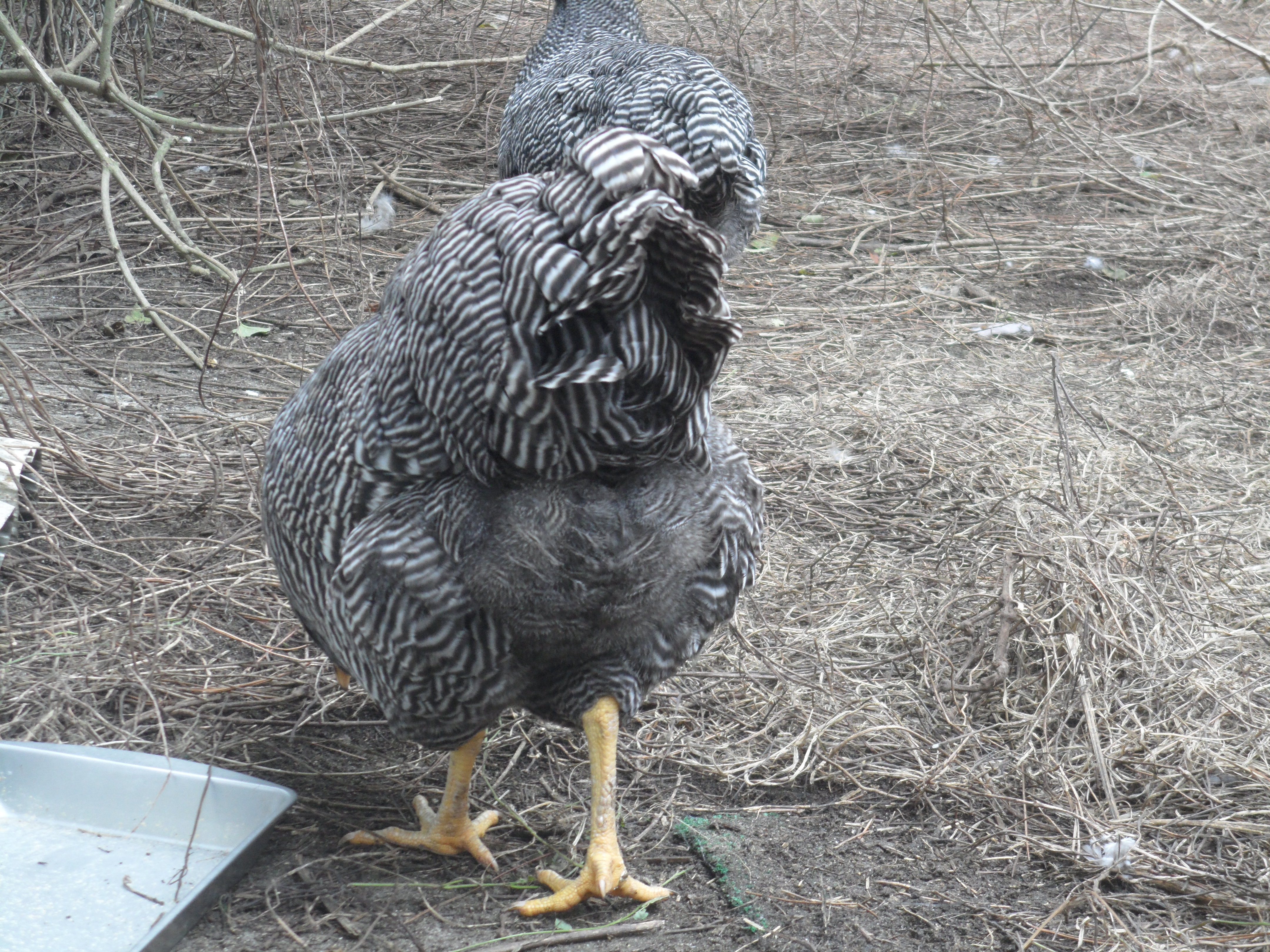 Fuzzy butt Barred rocks.