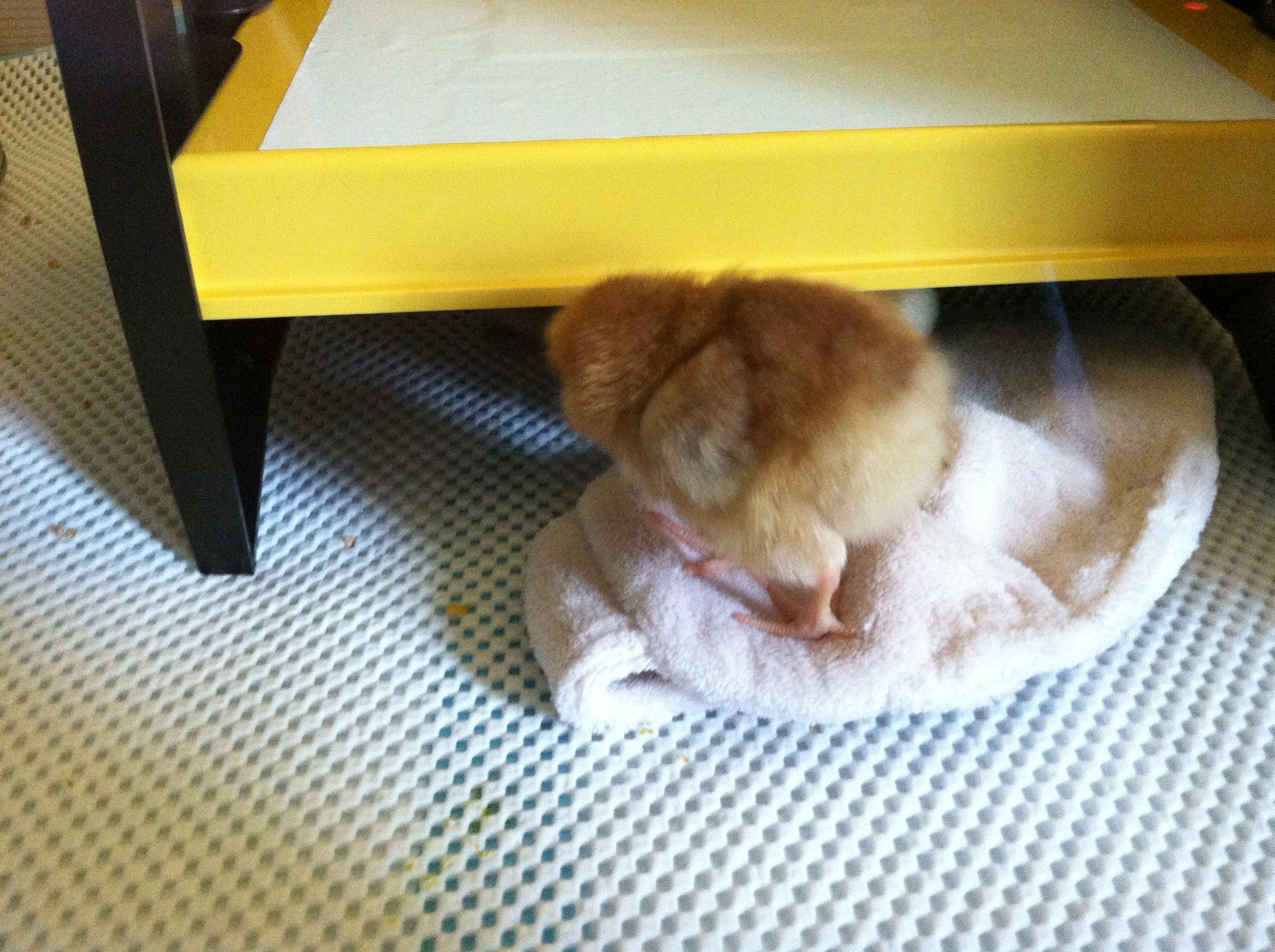 Fuzzy butt