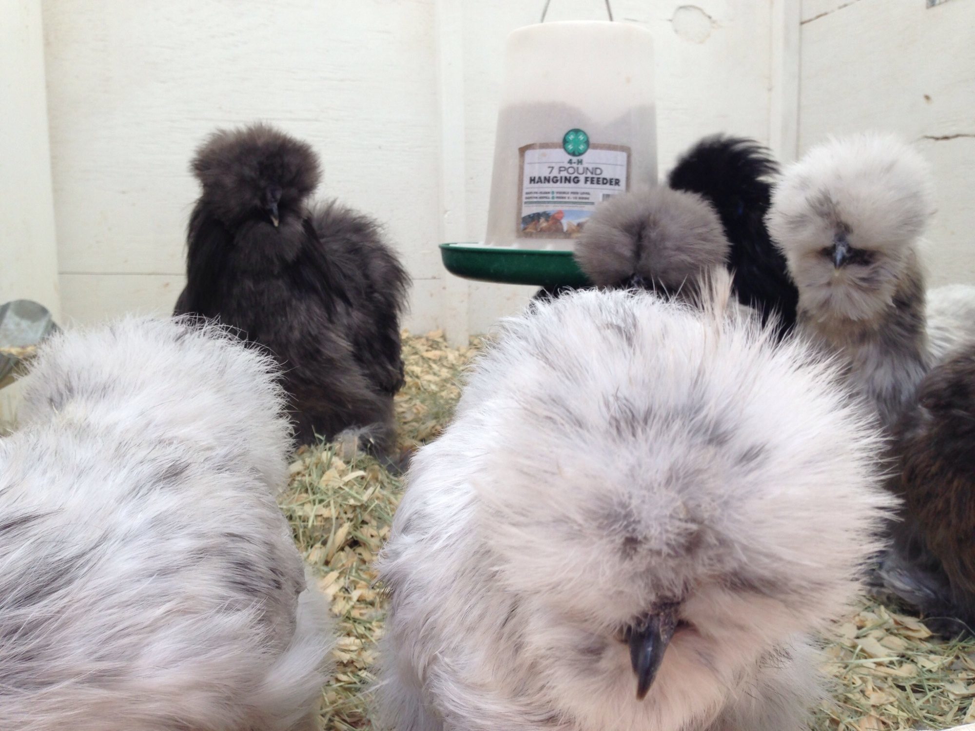 Fuzzy Butts