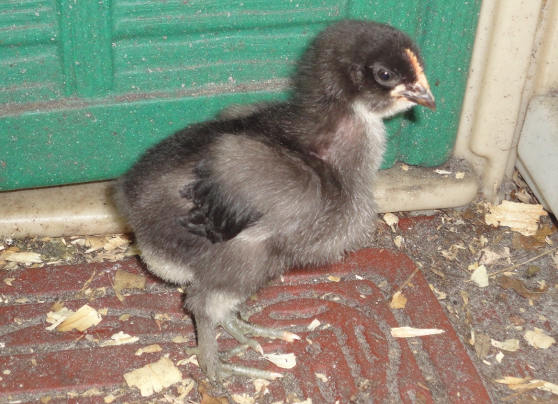 fuzzy little tough guy!