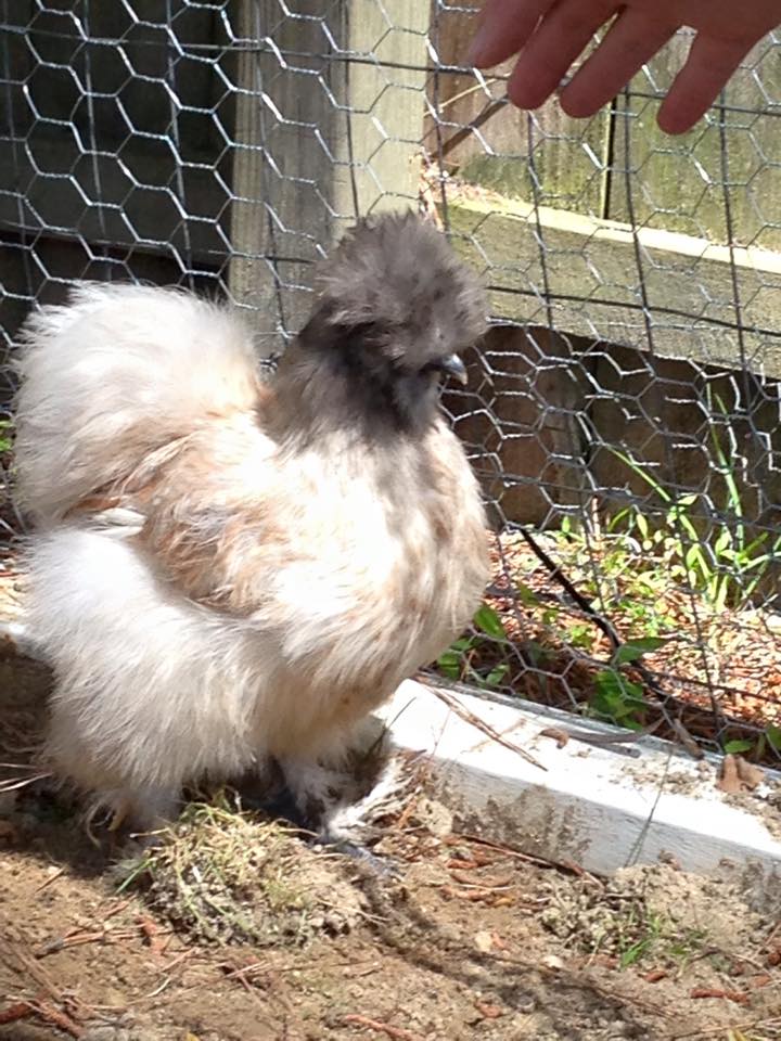 Fuzzy our Silkie