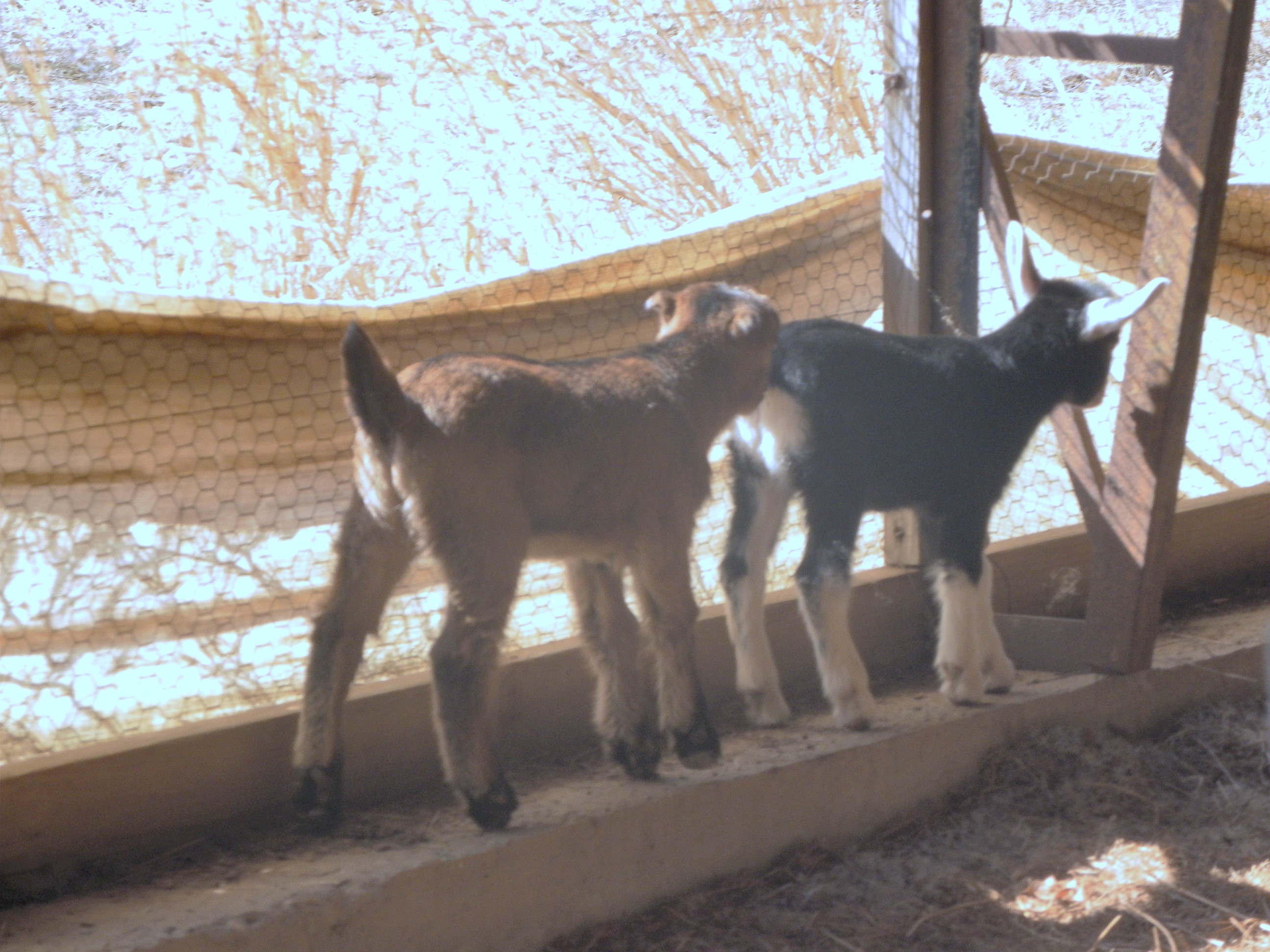 Fuzzy Peach and Thor playing follow the leader.