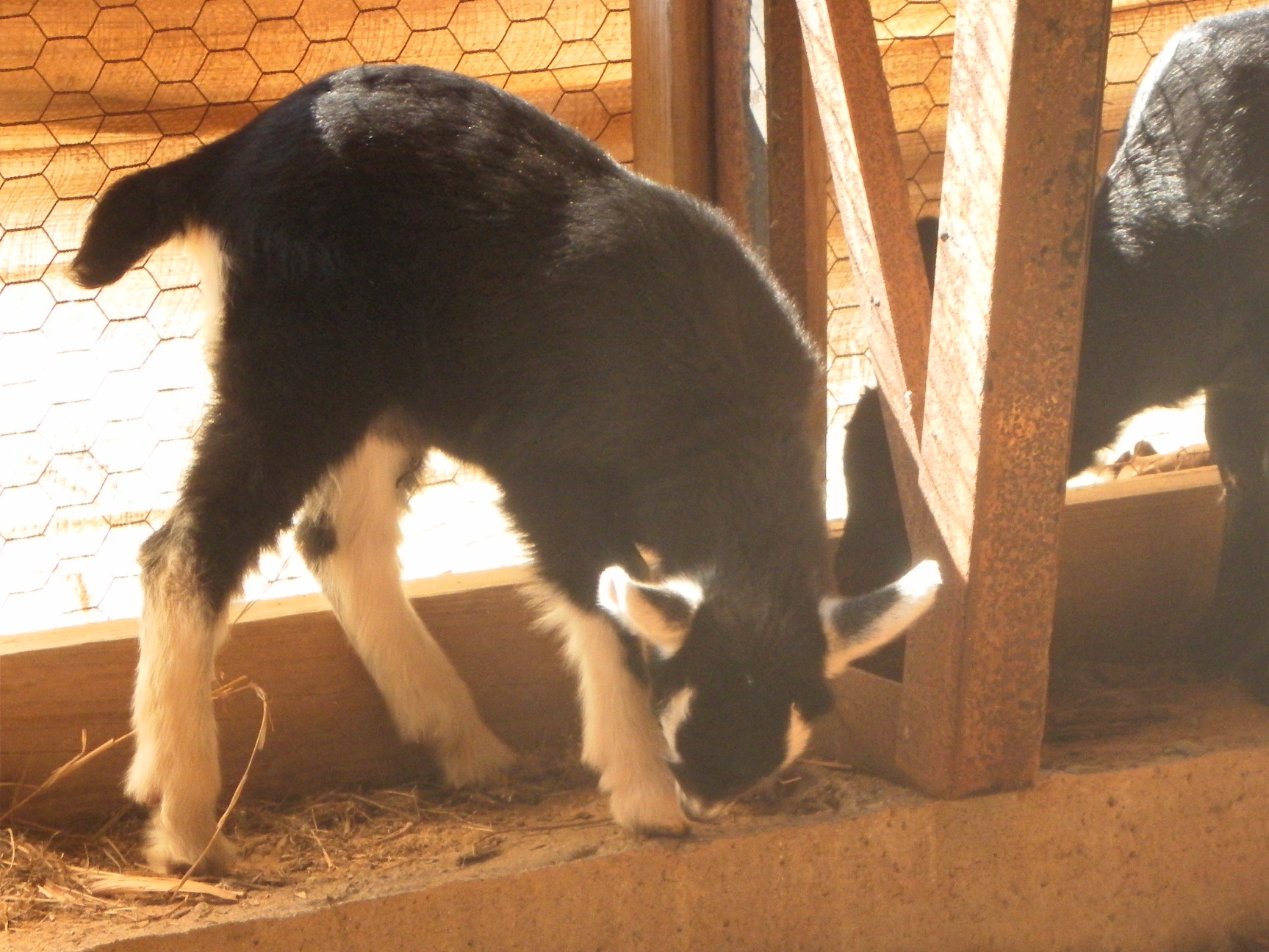 Fuzzy Peach exploring the Barn.