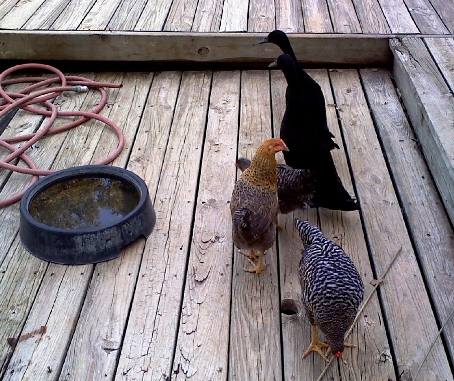 Gabby and Emerald with the 3 amigos.