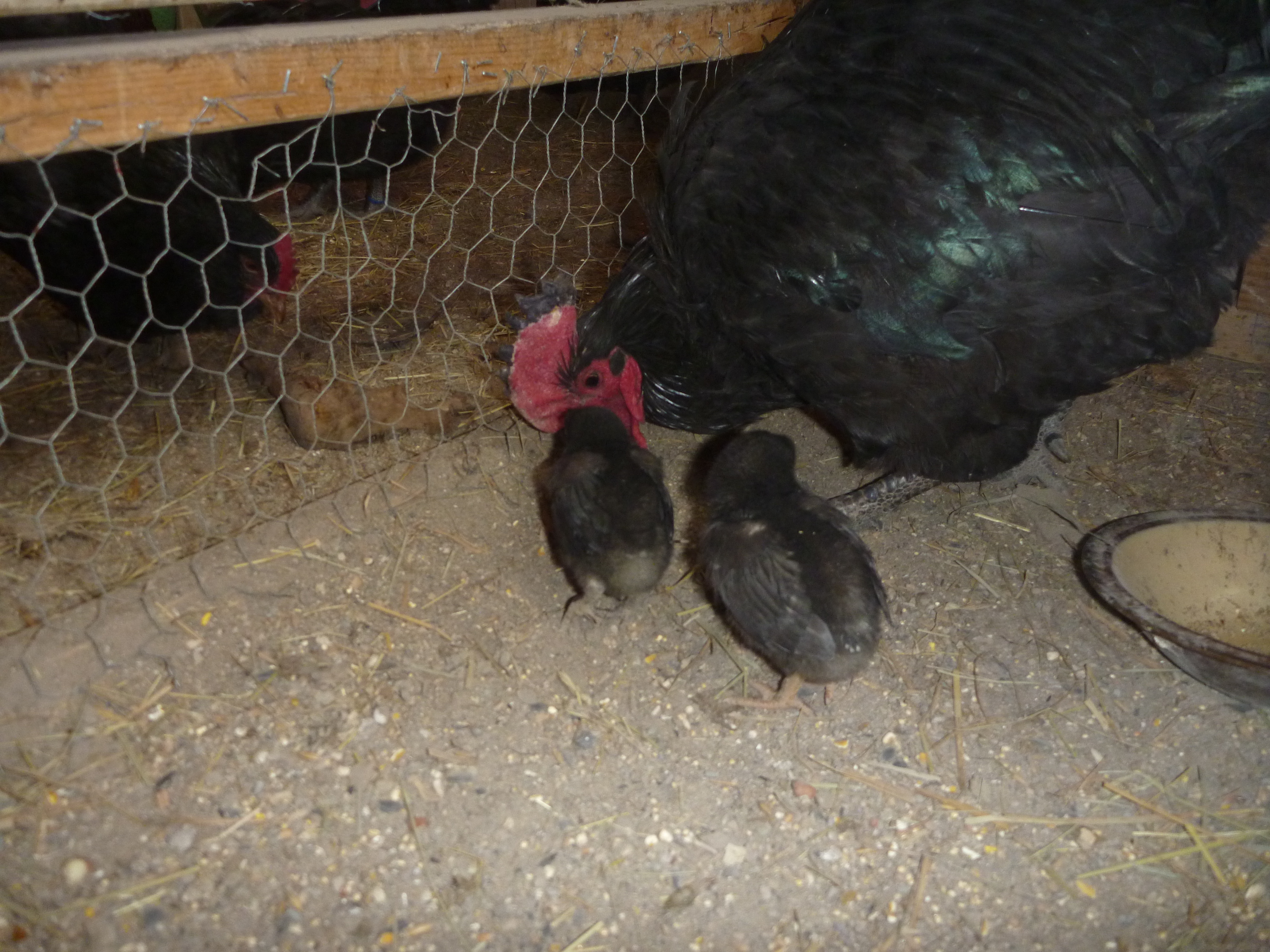 Gabby feeding chicks