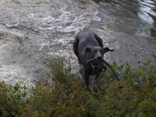 Gabby, my father's weim.