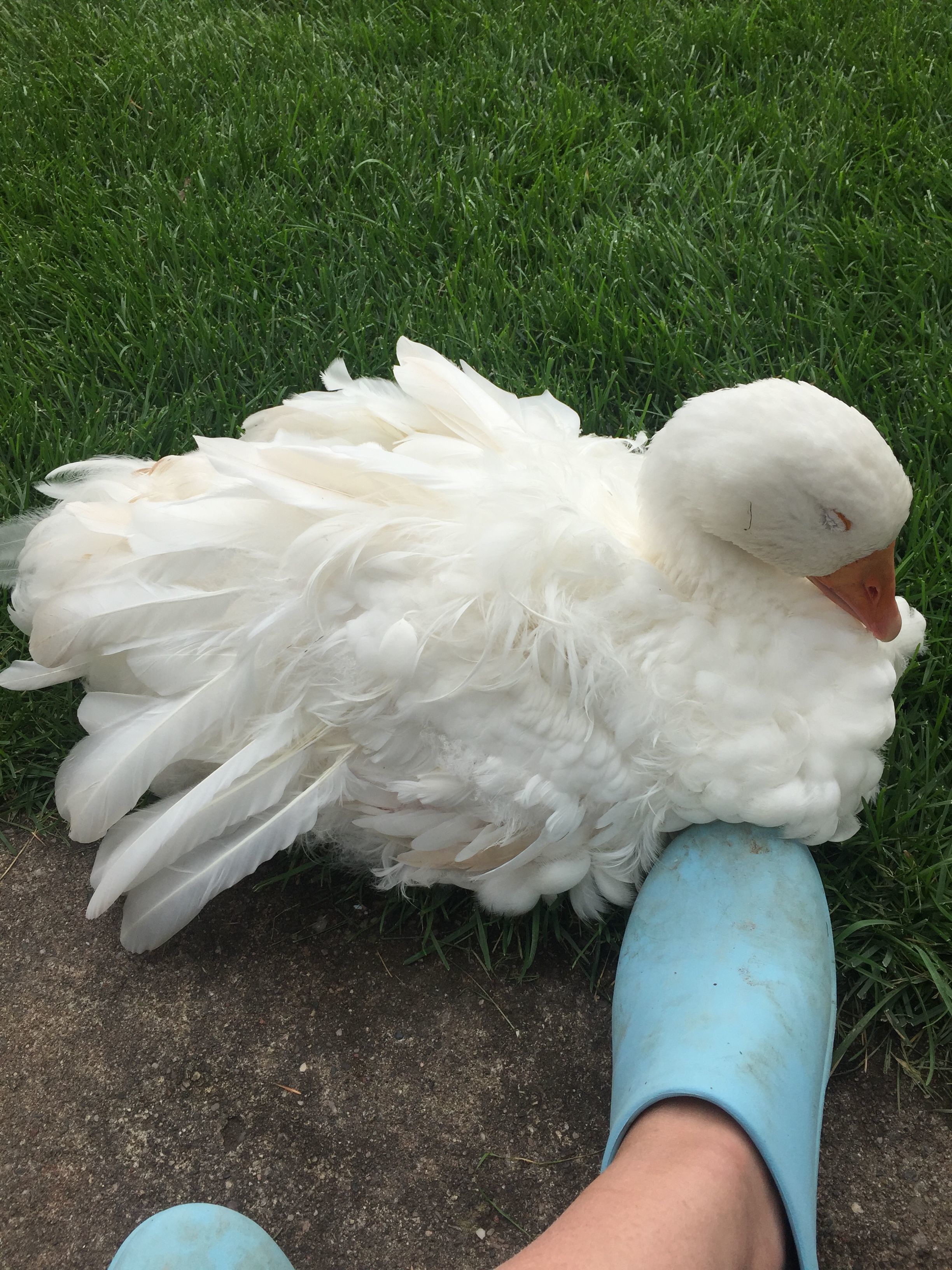 Gabriel likes to stay close