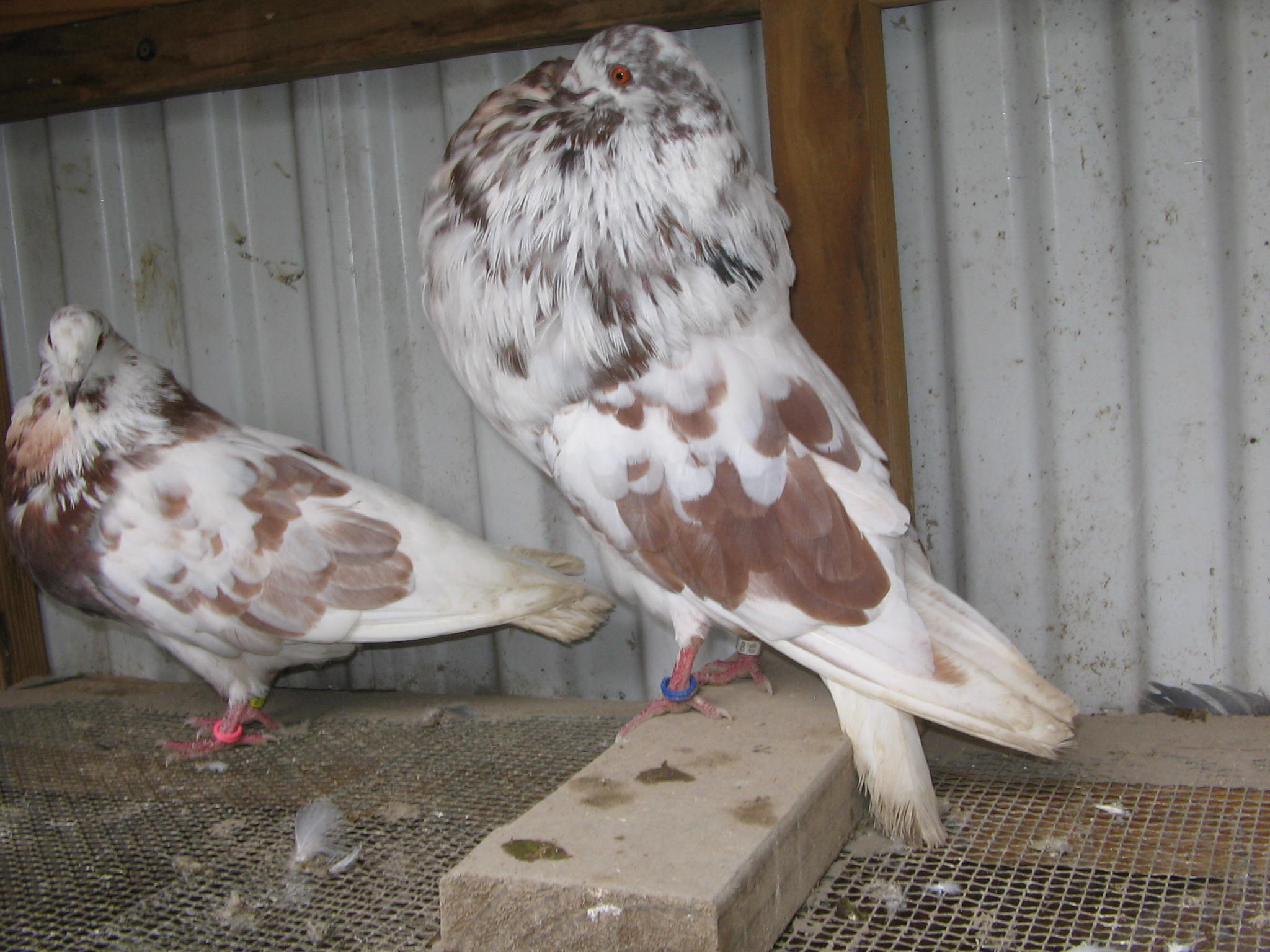 gaditano pouter pair