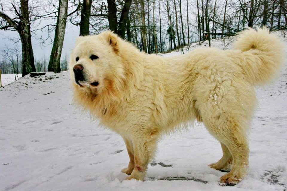 gafgaz coban iti 
Azerbaijan mountian dog