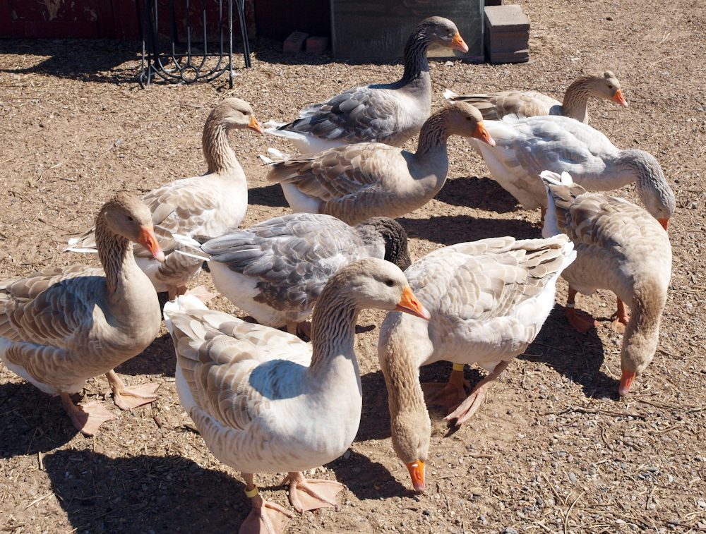 Gaggle of geese
