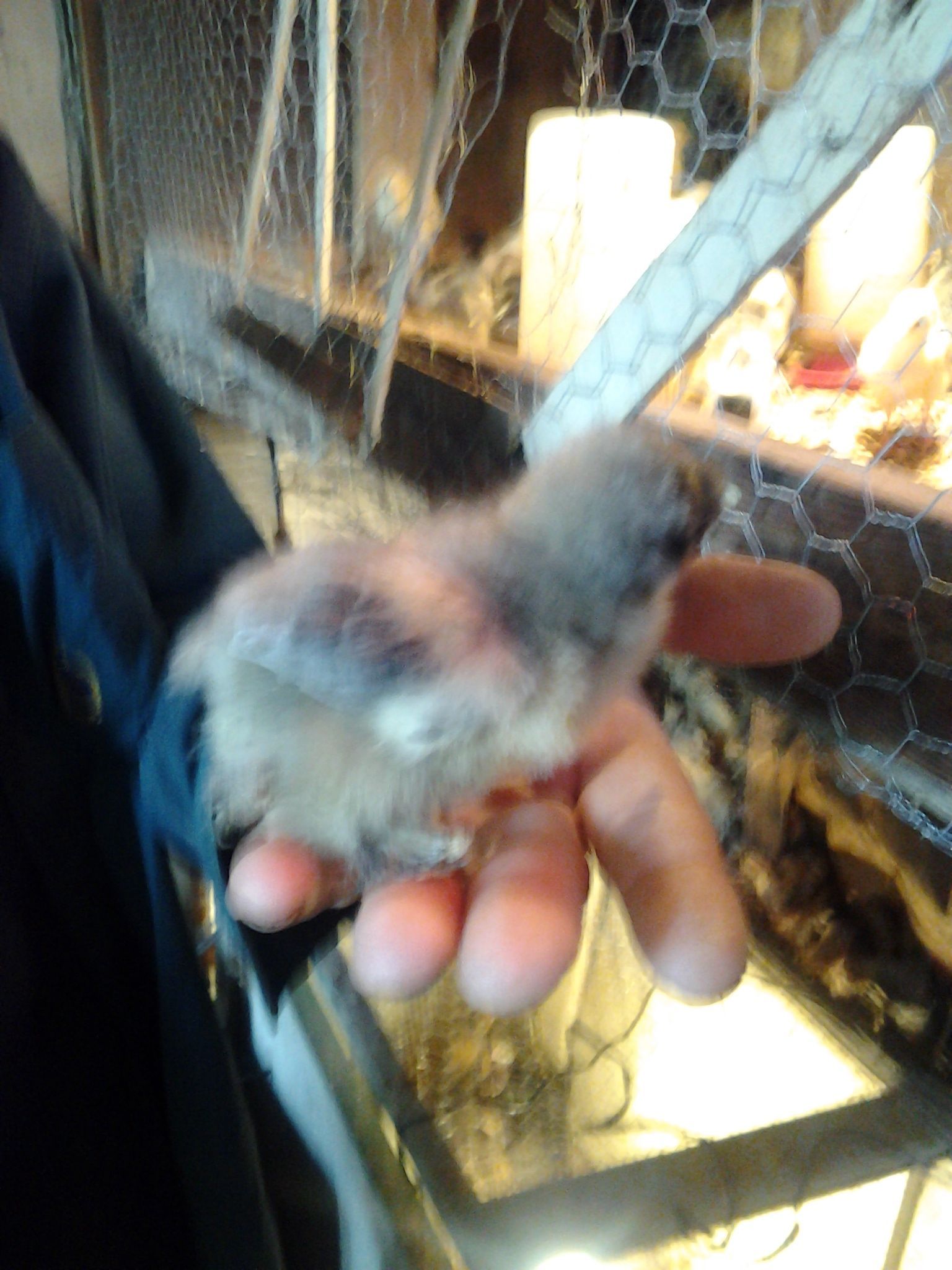 gaint blue cochin five days old