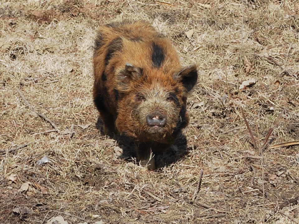 Gala a Kune Kune pig