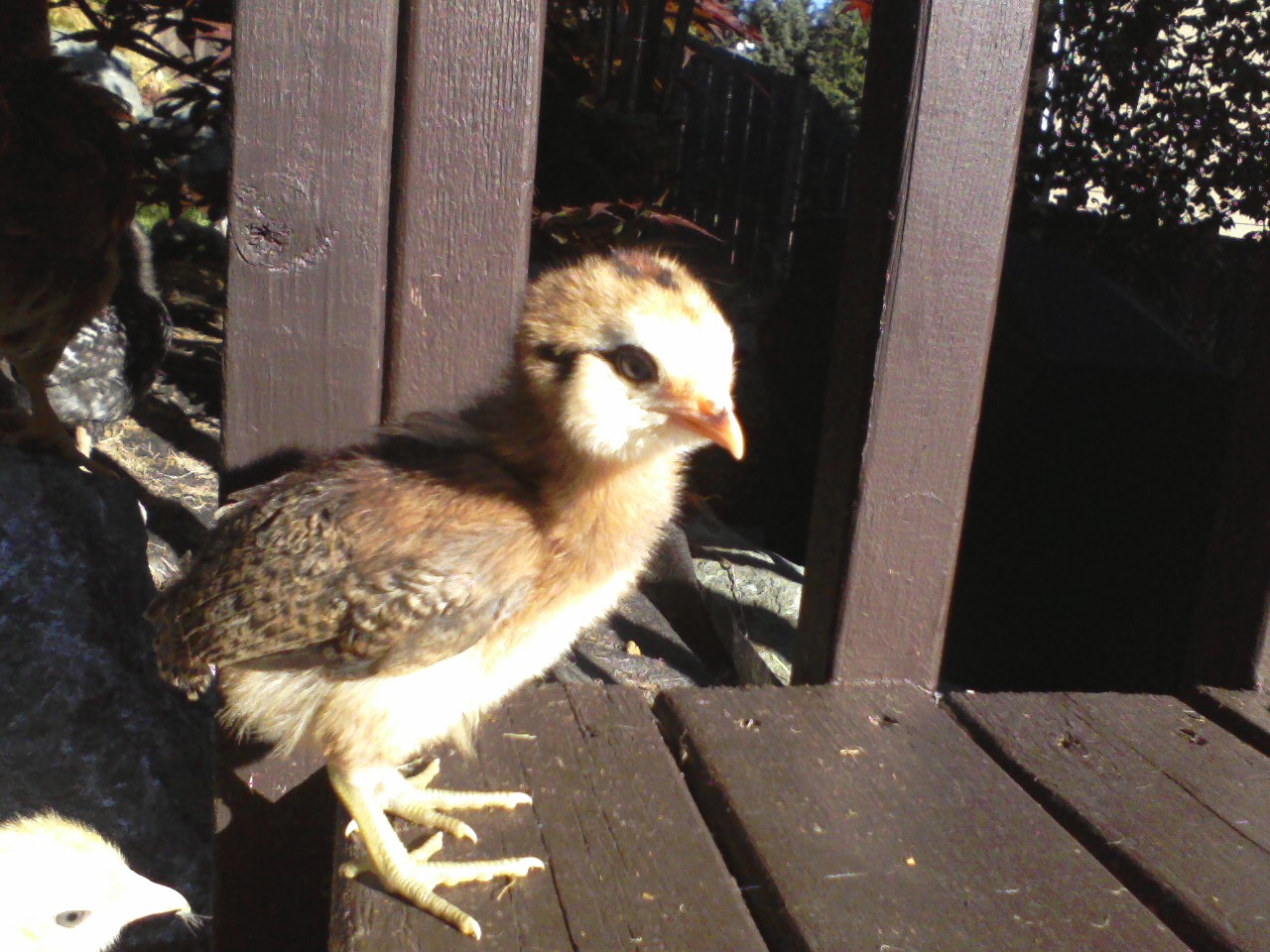 Gale.  Get off the deck little one!
