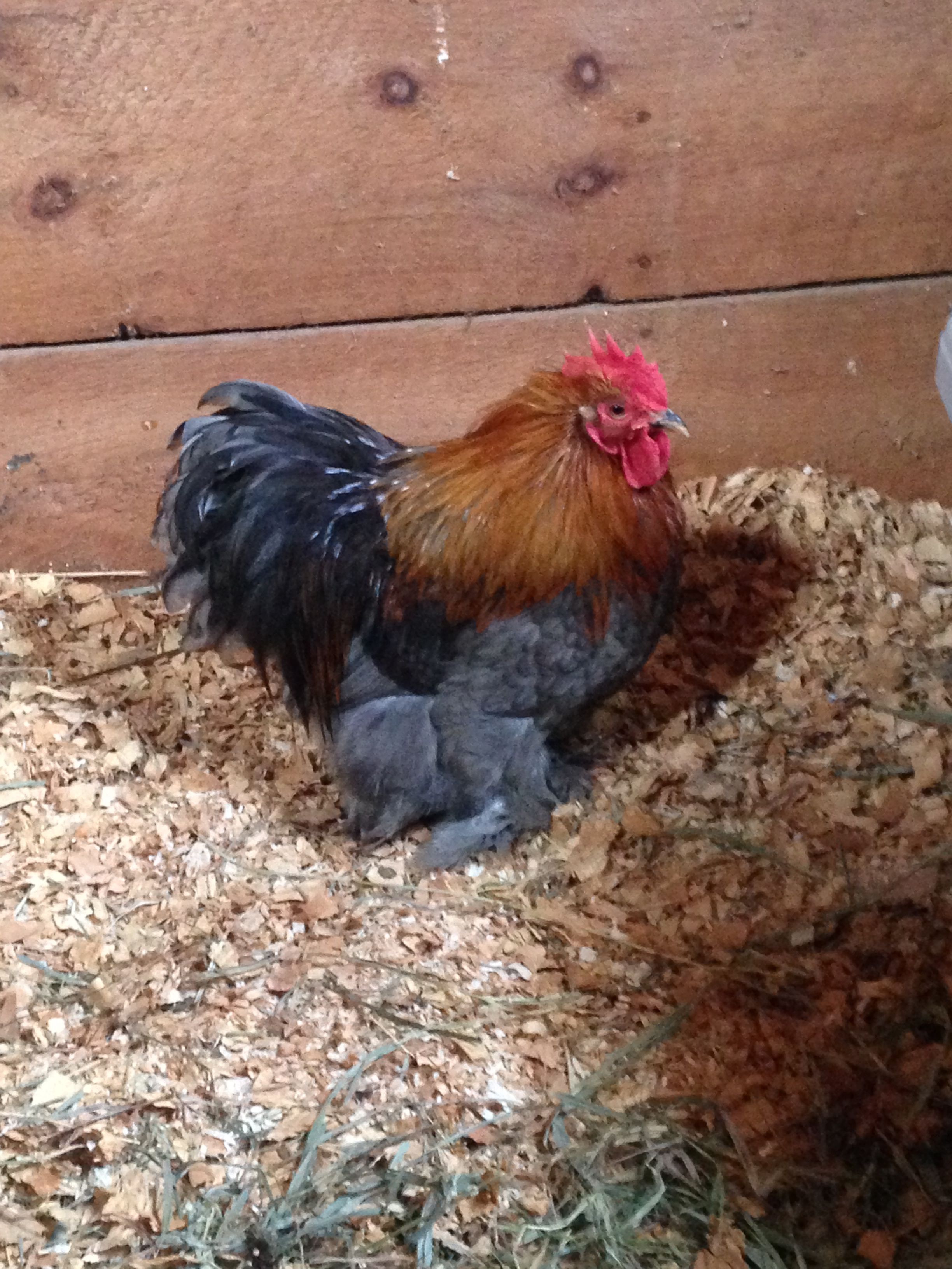 Galileo - older lemon blue rooster