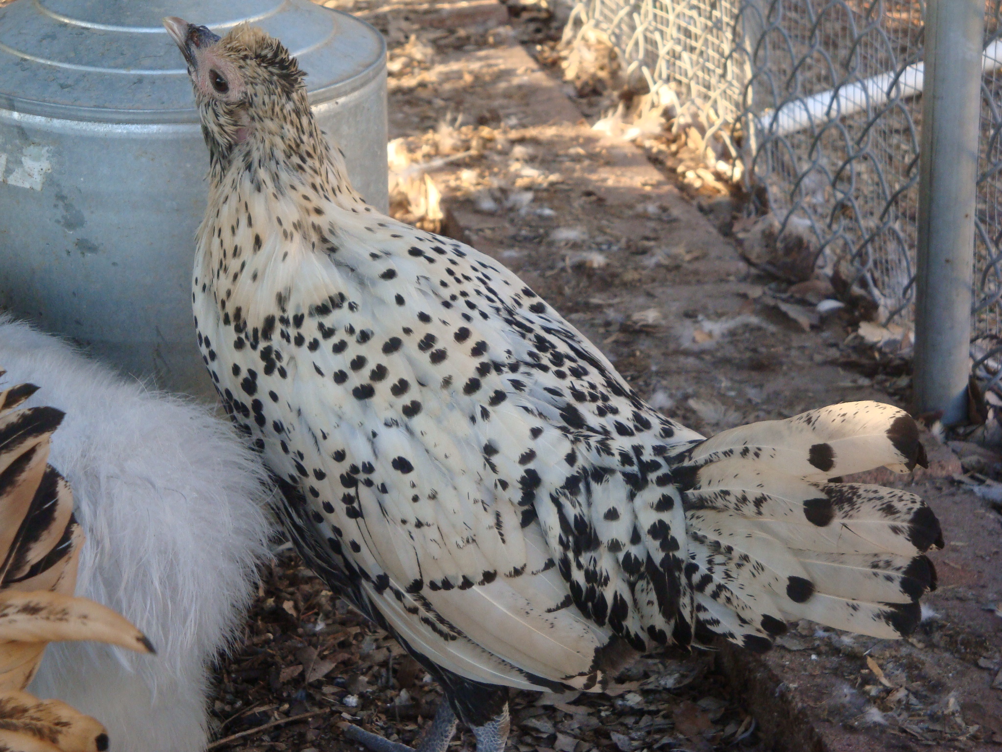Galina at 14 weeks.  I love her tail!