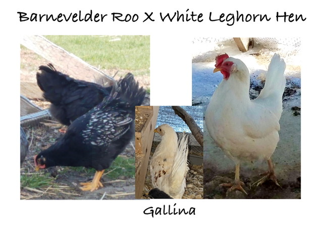 Gallina.jpeg