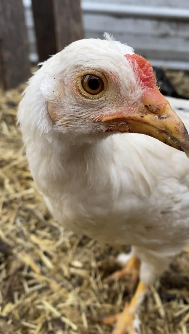 Gallinacloseup.jpeg