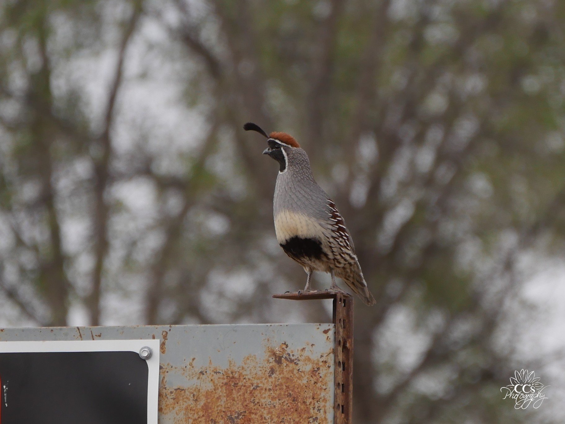 Gambel's quail