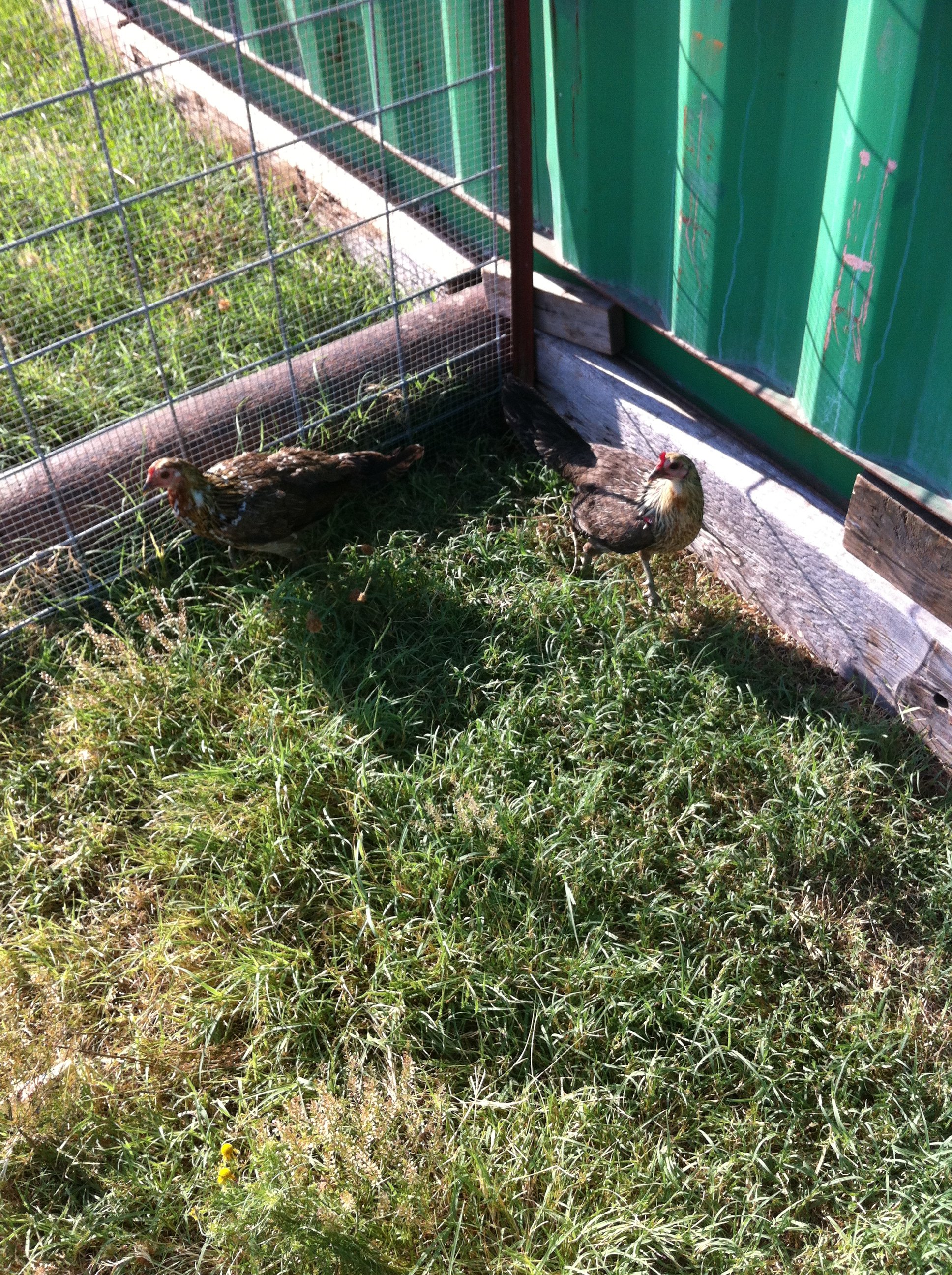 Game chickens