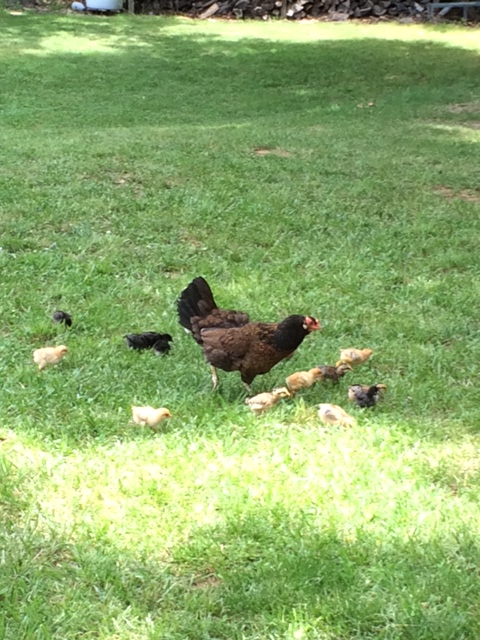 Game hen with her new chicks.