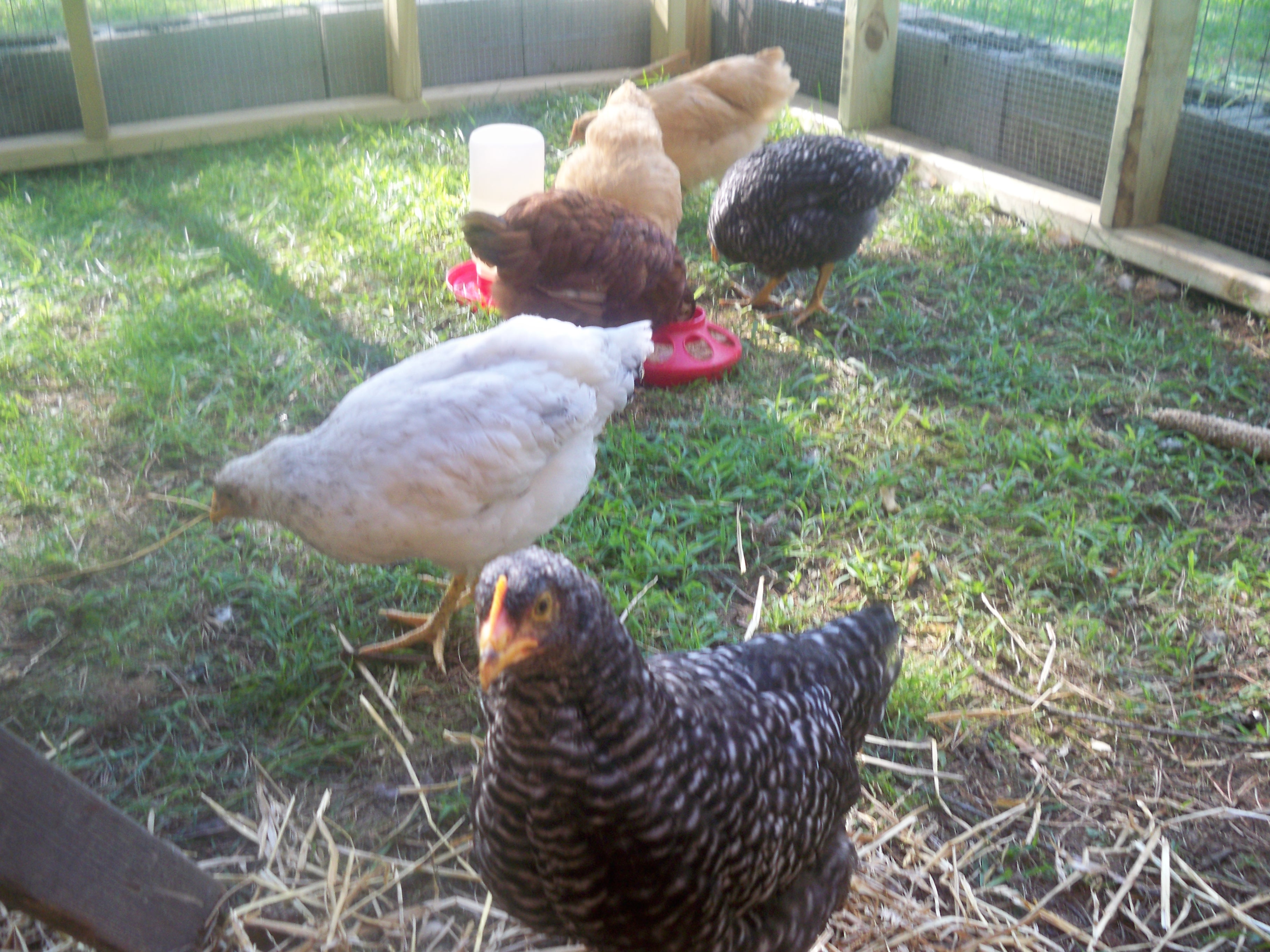 Game of Thrones Chickens
Renly, John Snow, Tyrion, Jaime, Cersei & Gendry