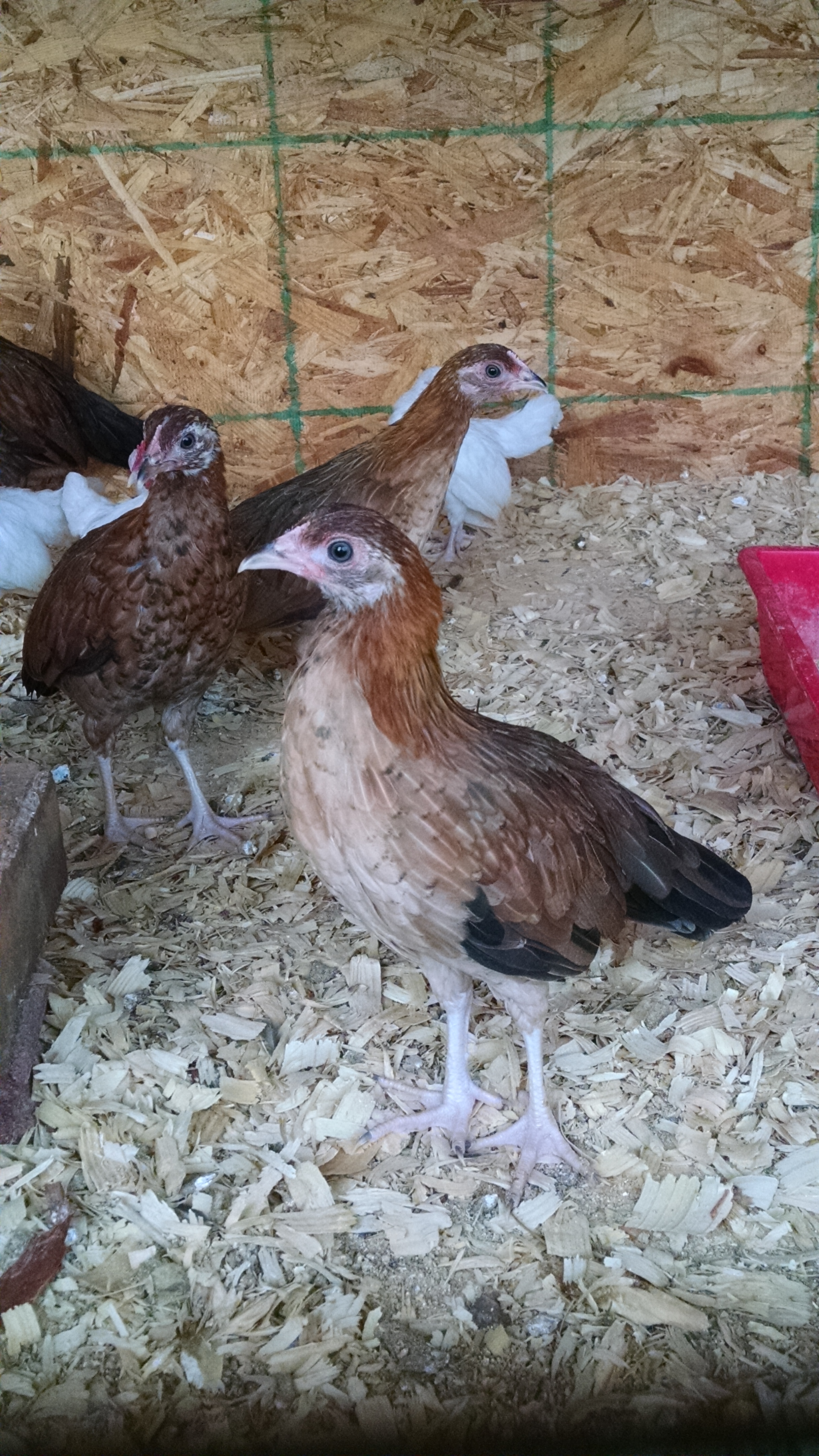 Gamefowl and brassy oegb cross July 2014