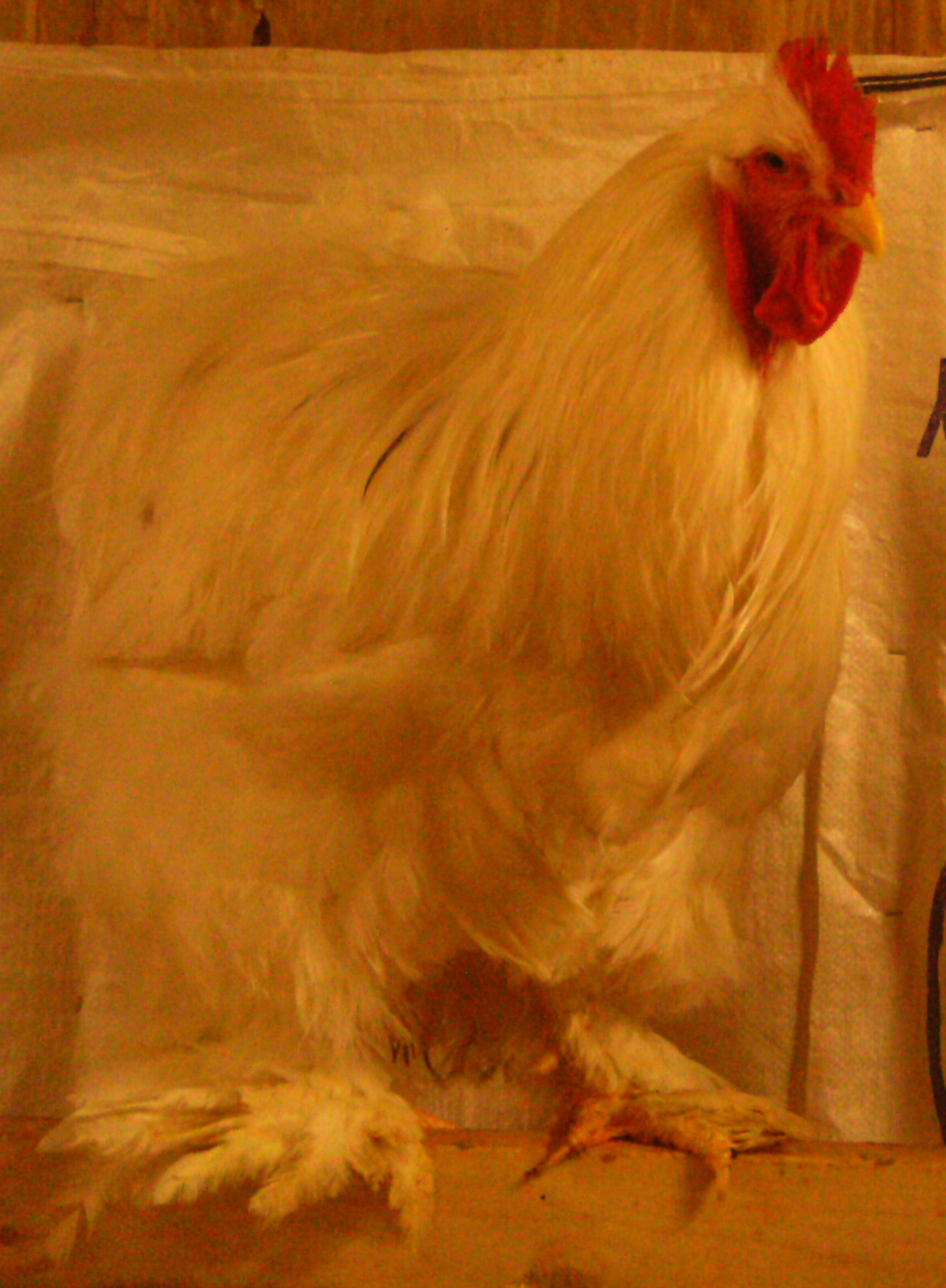 Gandalf my White rooster