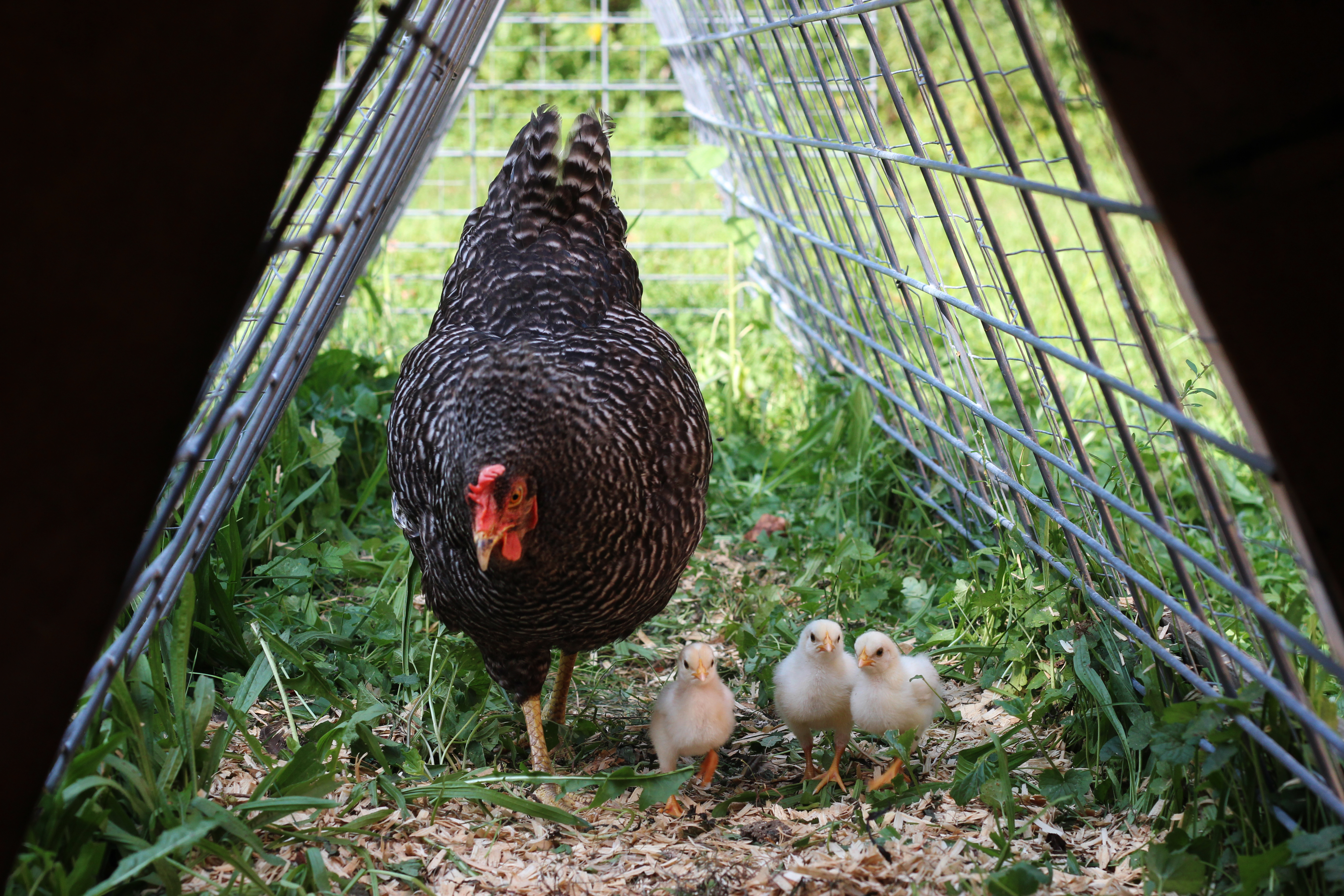 Gandie and her peeps ... I could photograph these cuties all day long!