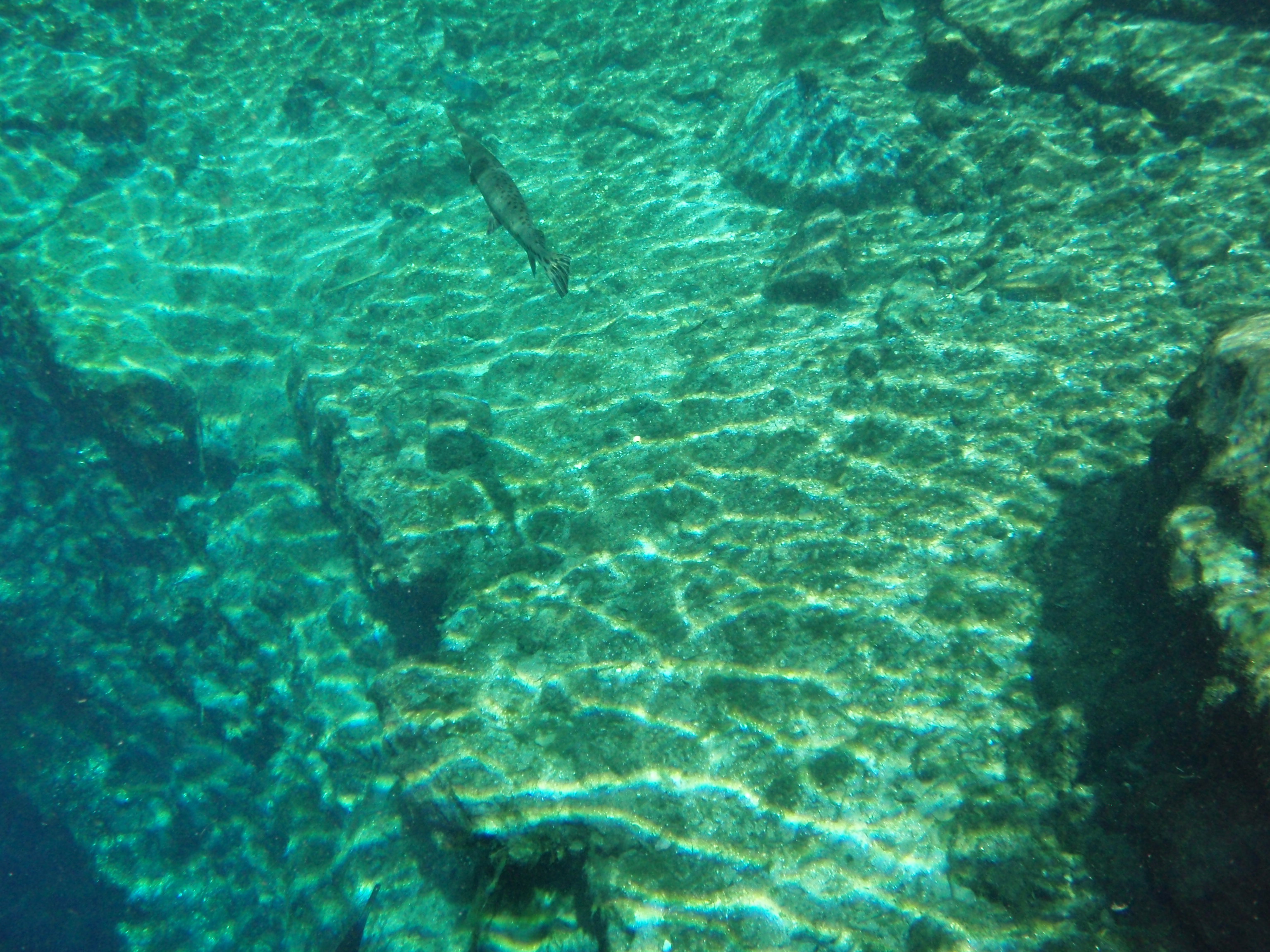 gar