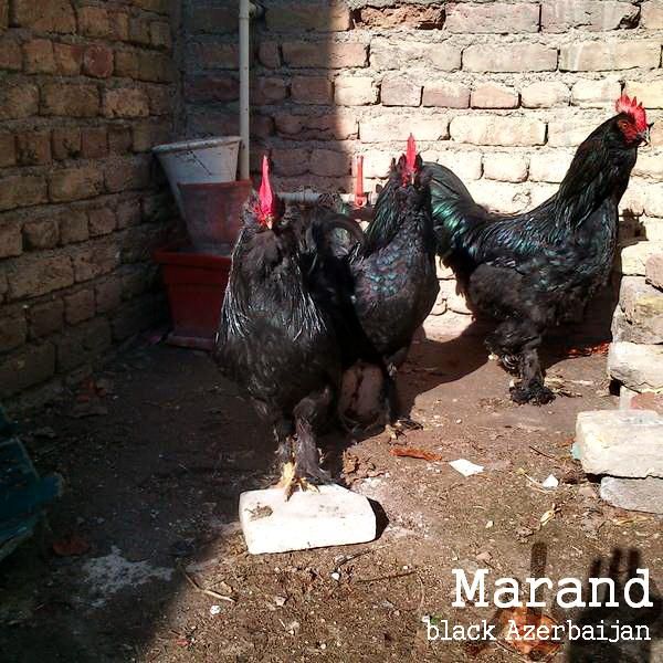 gara xoruz 
Azerbaijan marand