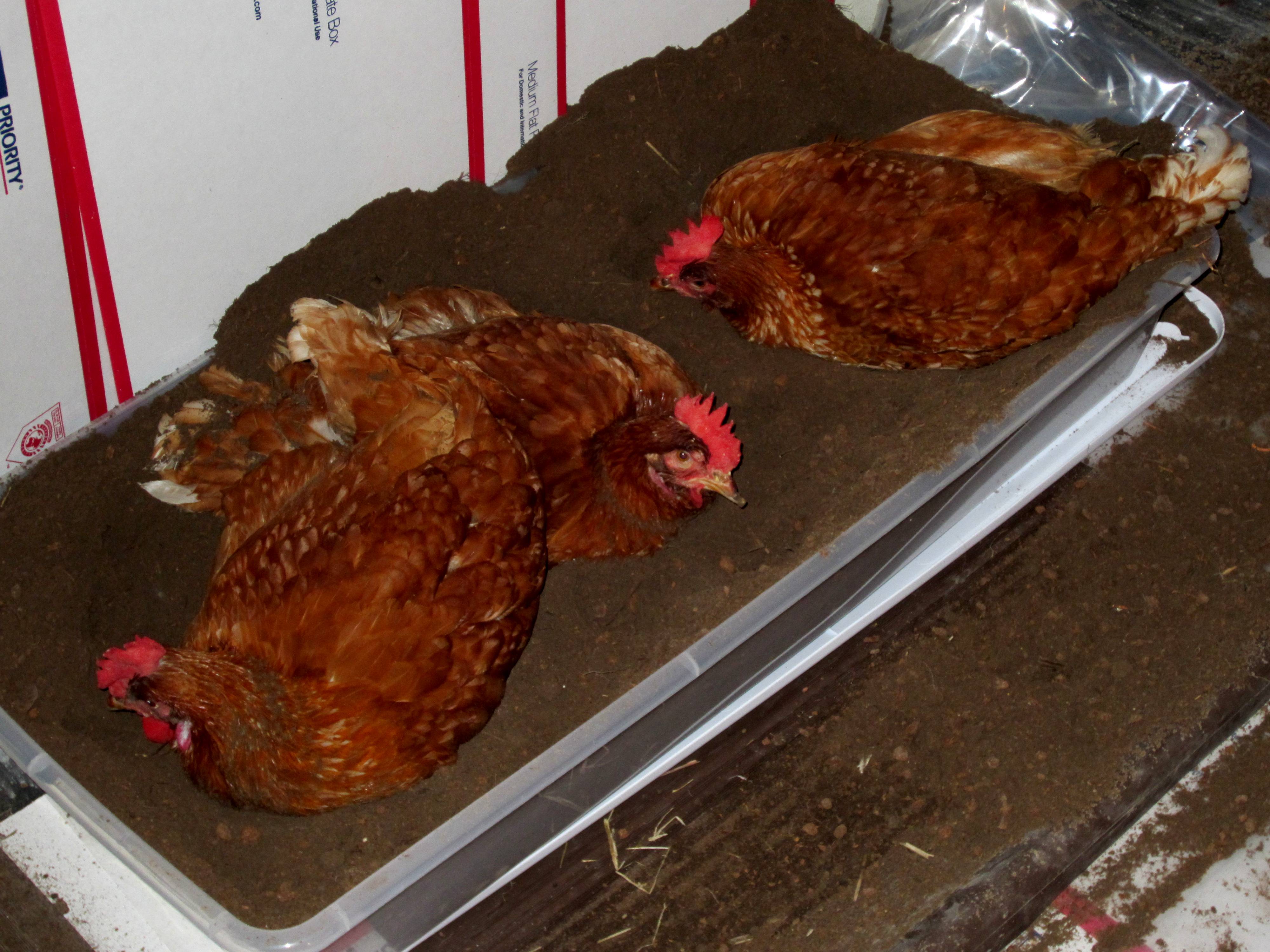 Garage dustbox with garden soil, peat moss, DE, sand and poultry dust.  I brought the girls in the garage when we had a hurricane and left them inside all winter.  Easy to maintain but a dusty mess to clean up in spring.  They are outside again!  They made a beeline for this dust box immediately.