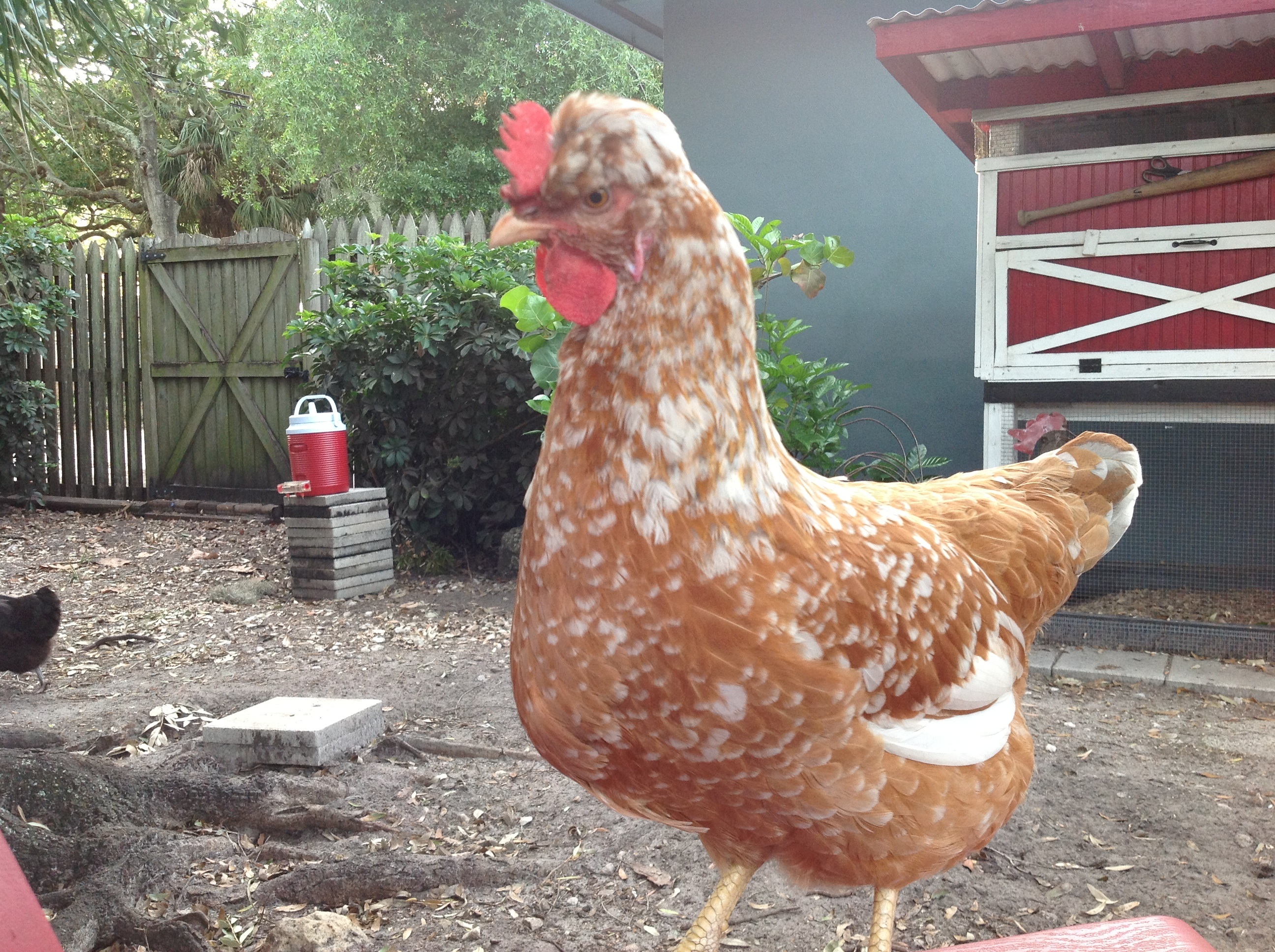 Garbo, a Swedish Flower Hen