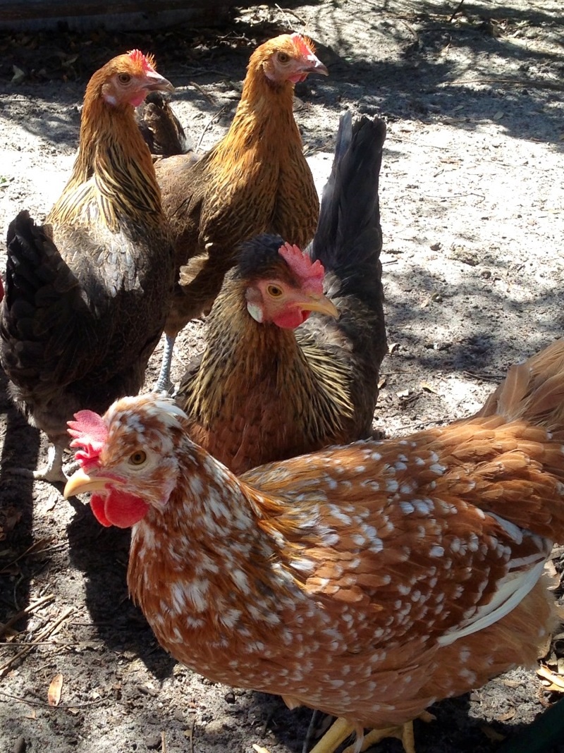 Garbo, Bronte, Carmen and Paloma