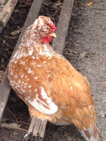 Garbo the Swedish Flower Hen