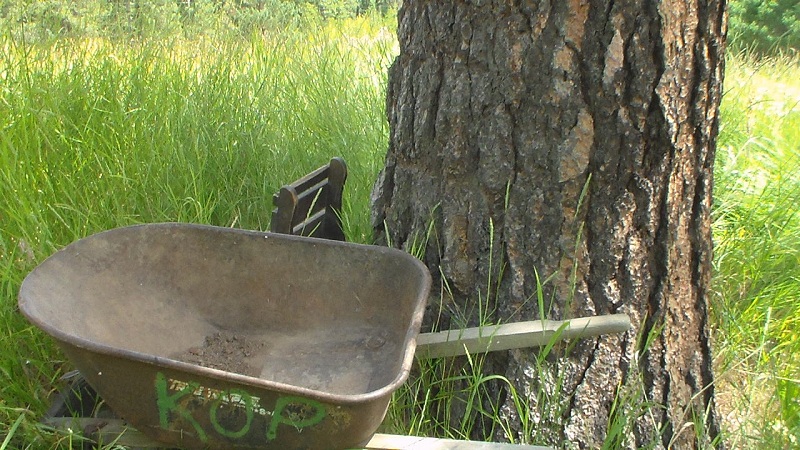 Garden Pine