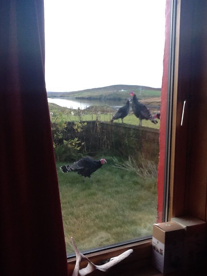 Garden turkeys, not quite backyard!