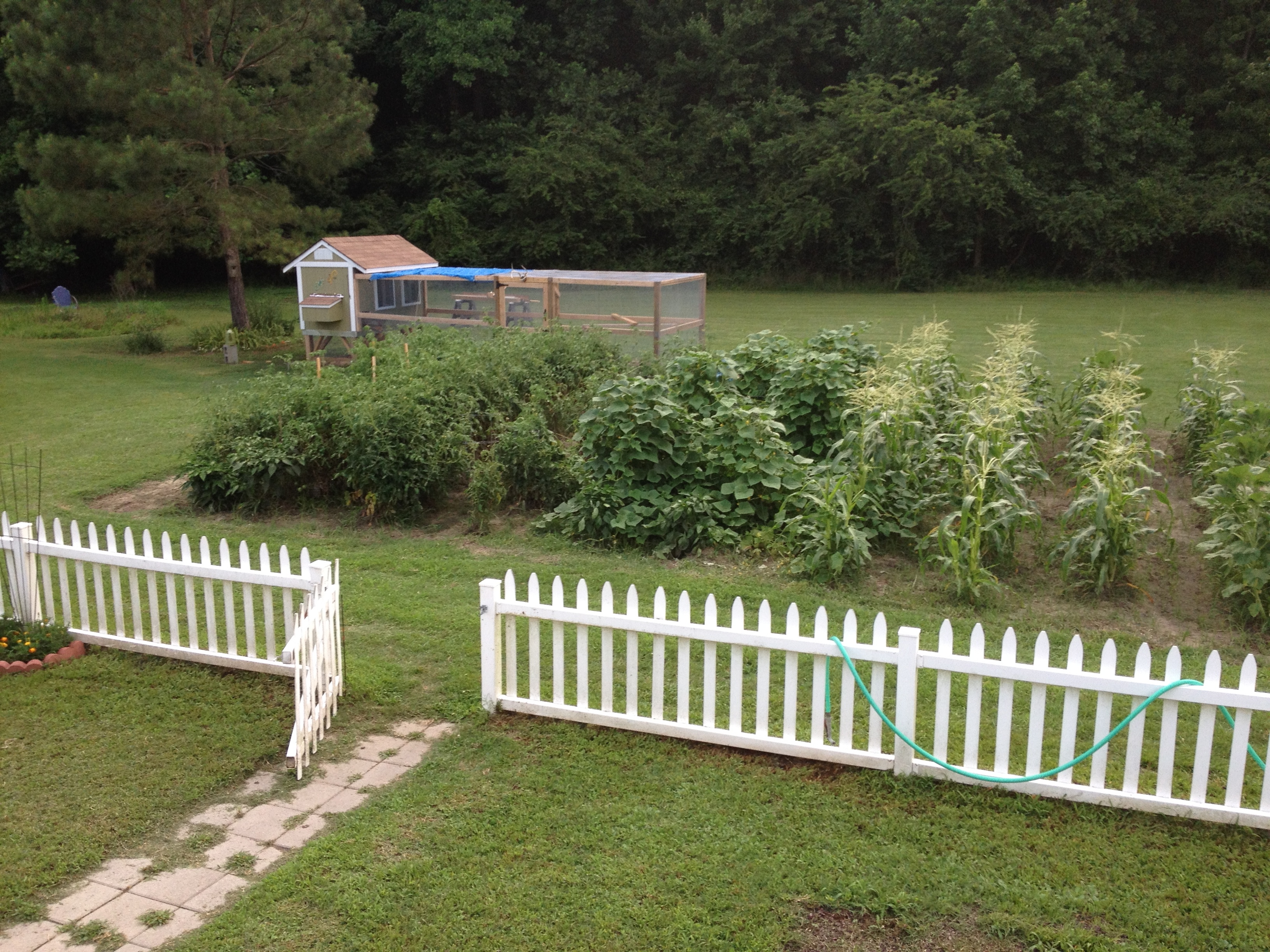 Garden with coop/run in background