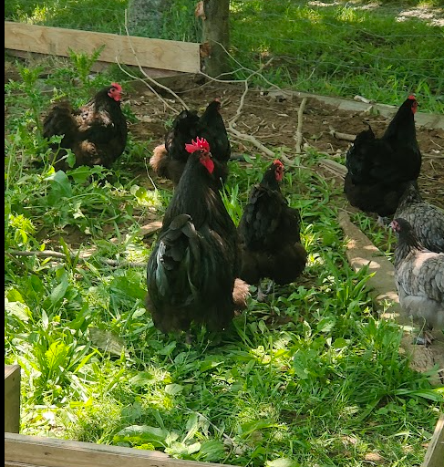 Garrel and his girls