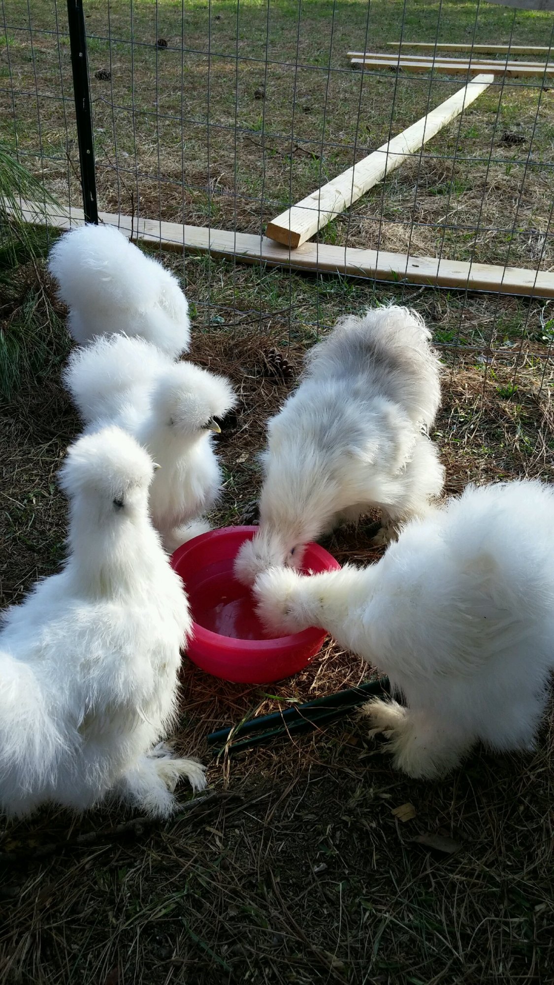 Gathering Aroud Extra Waterer