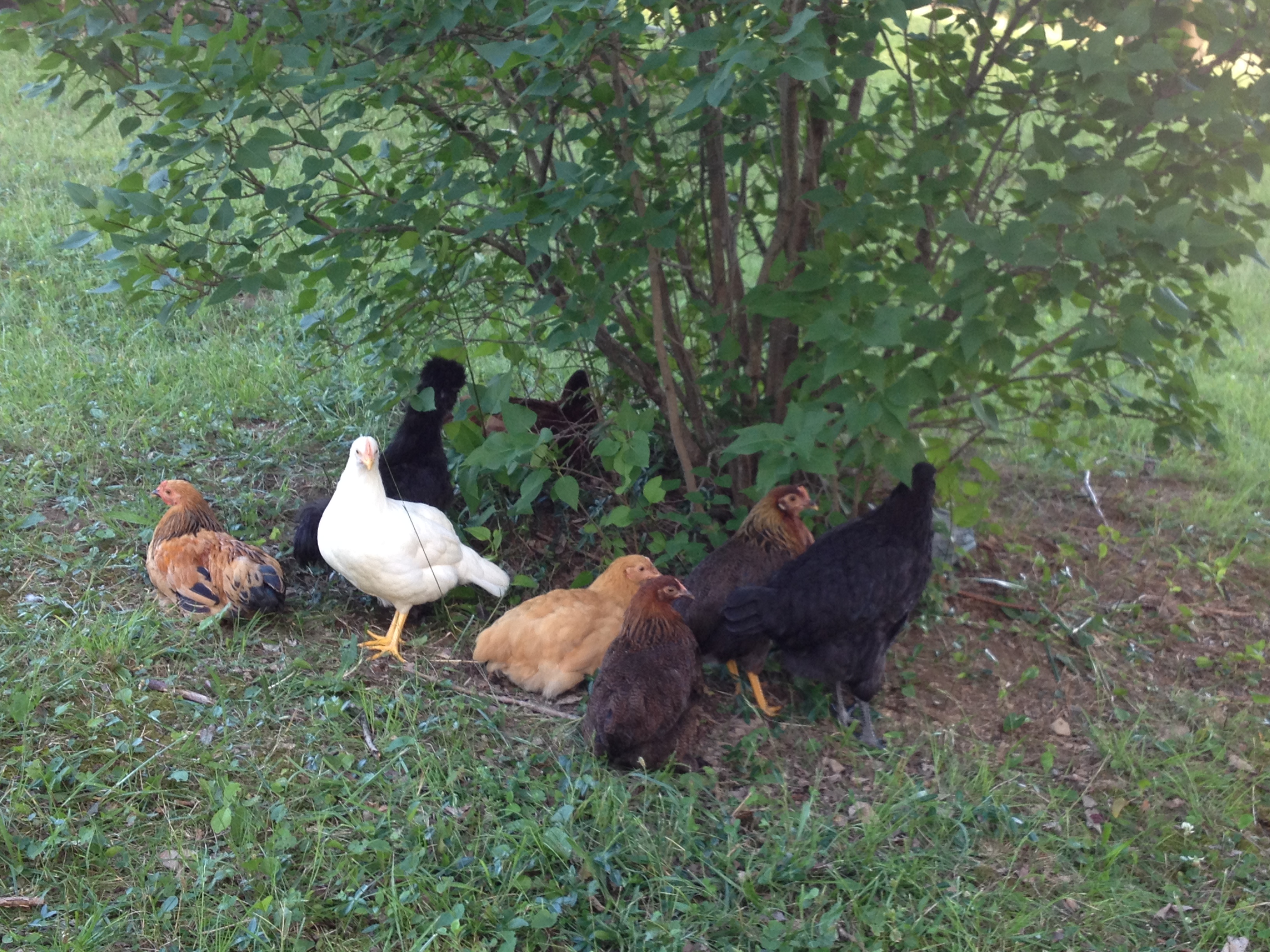 Gathering under the lilac bush.