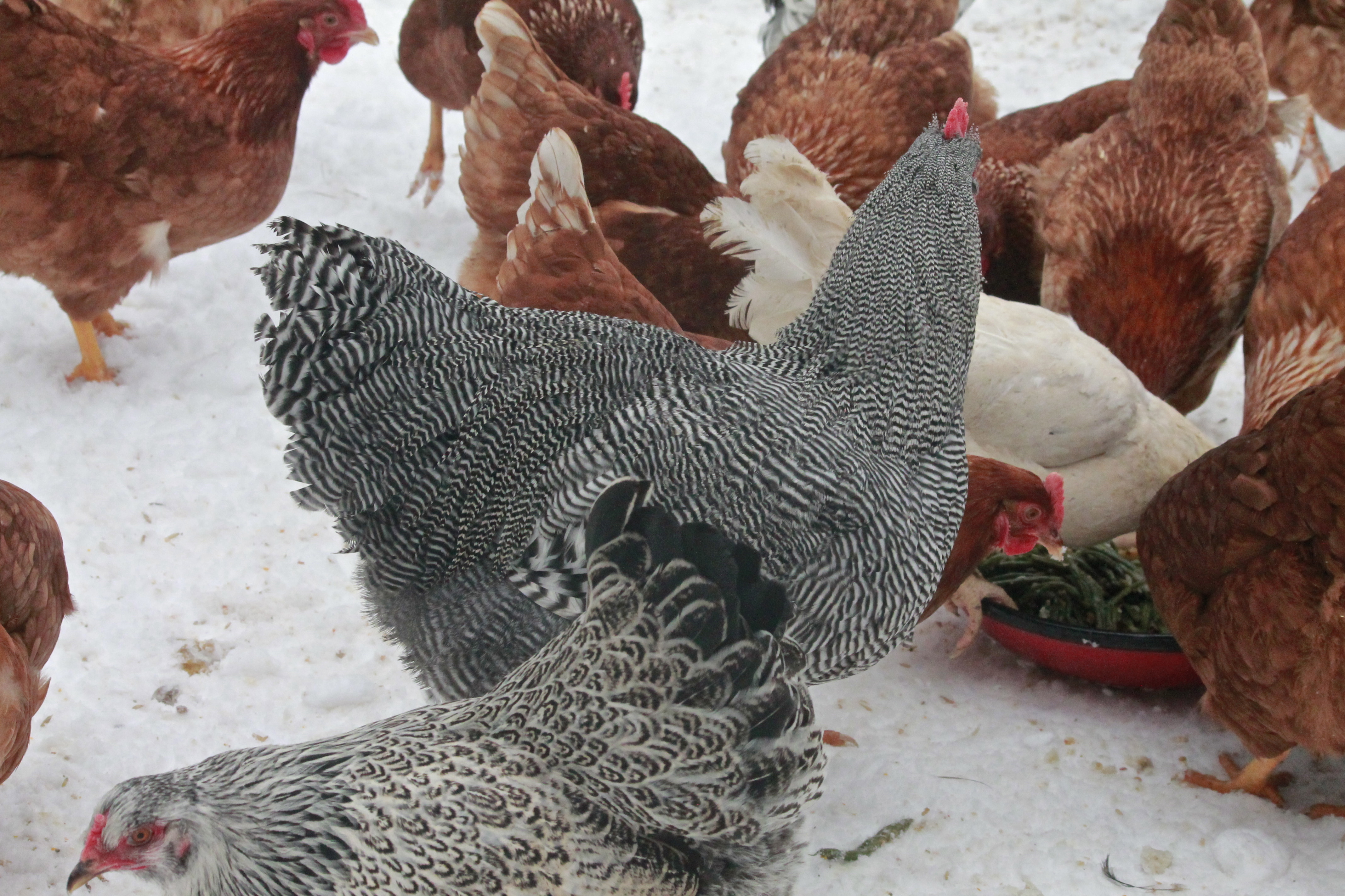Gatsby, our 2014 breeding Barred Plymouth Rock #1 choice. He is 26 weeks old here. Hatched June 28th 2013

Here he is with the girls eating some Christmas Dinner leftovers. Turkey, squash, potatoes and green beans.