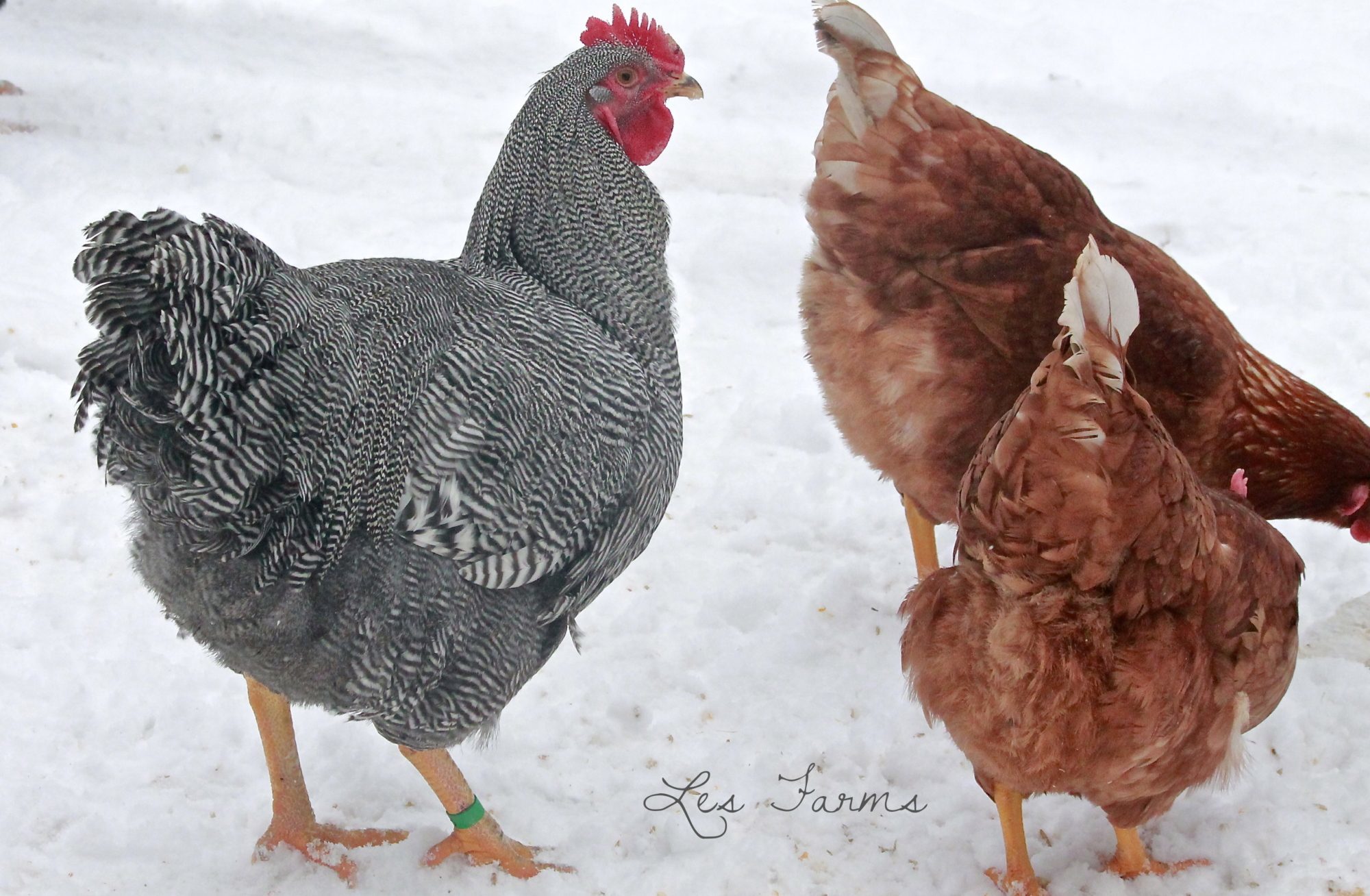 Gatsby, our 2014 breeding Barred Plymouth Rock #1 choice. He is 26 weeks old here. Hatched June 28th 2013

Watching over the Pennies